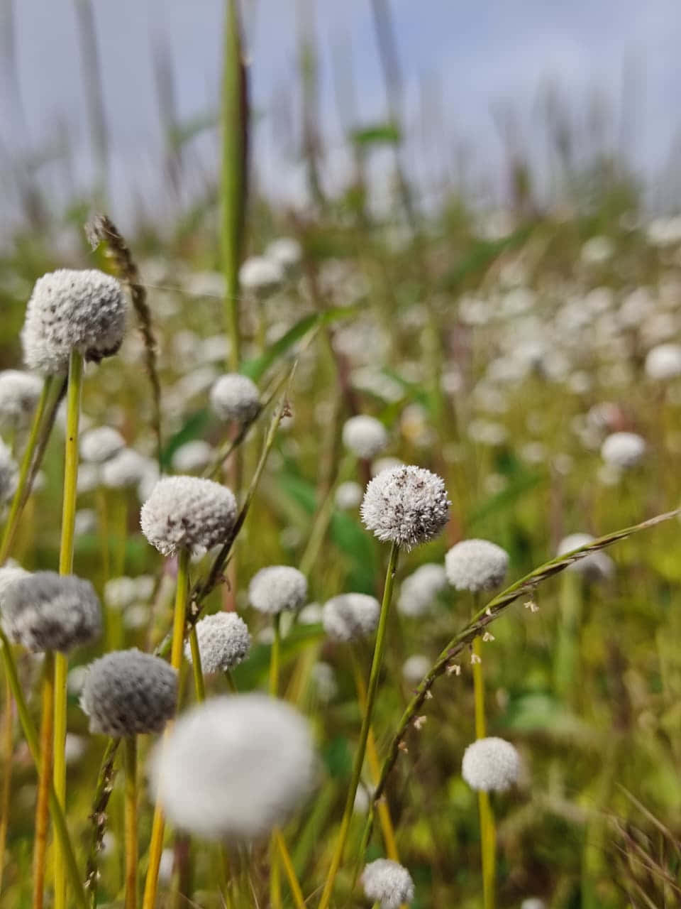 Hvide blomster Wallpapers