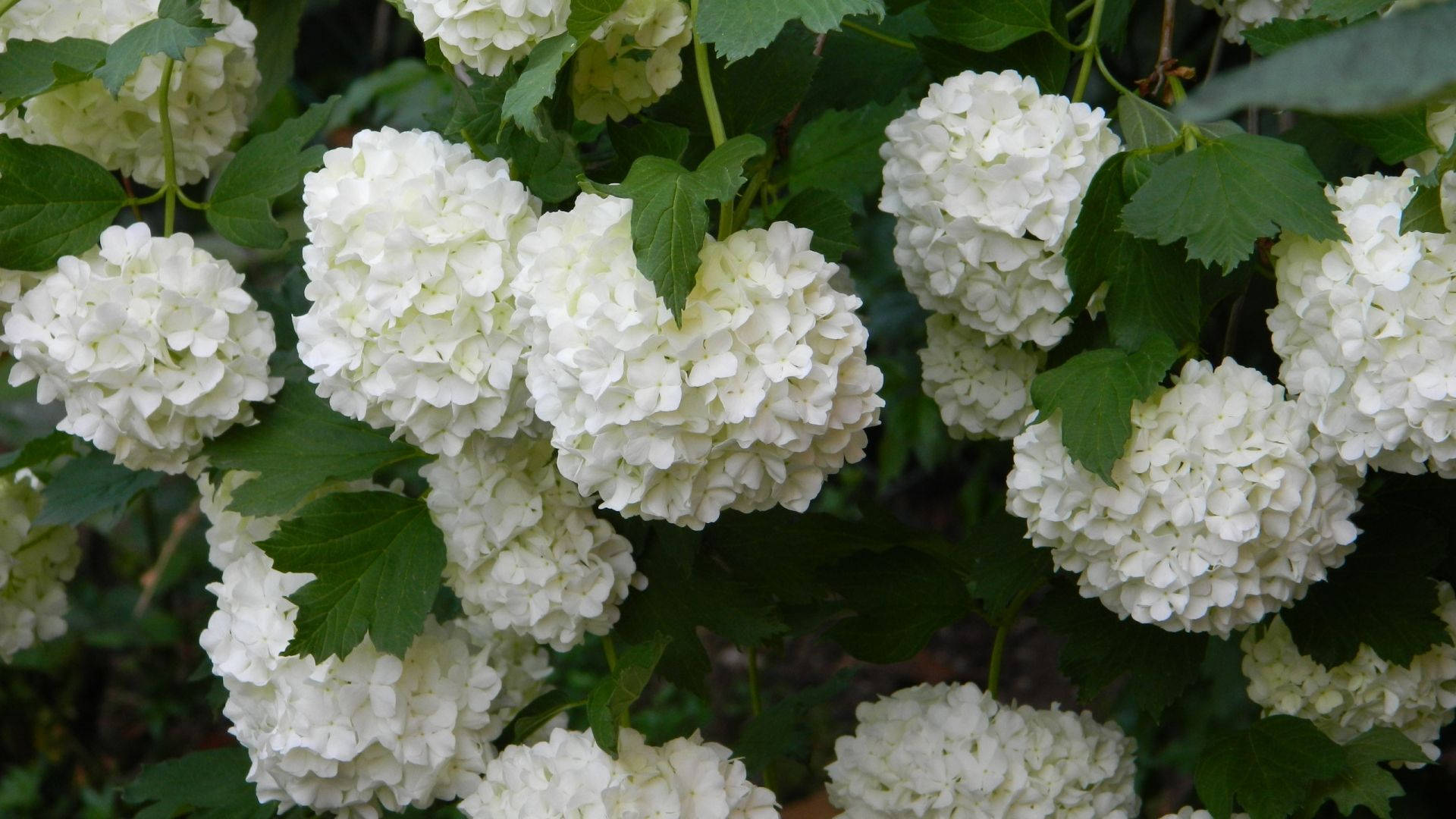 Hvide hortensia blomster Wallpapers
