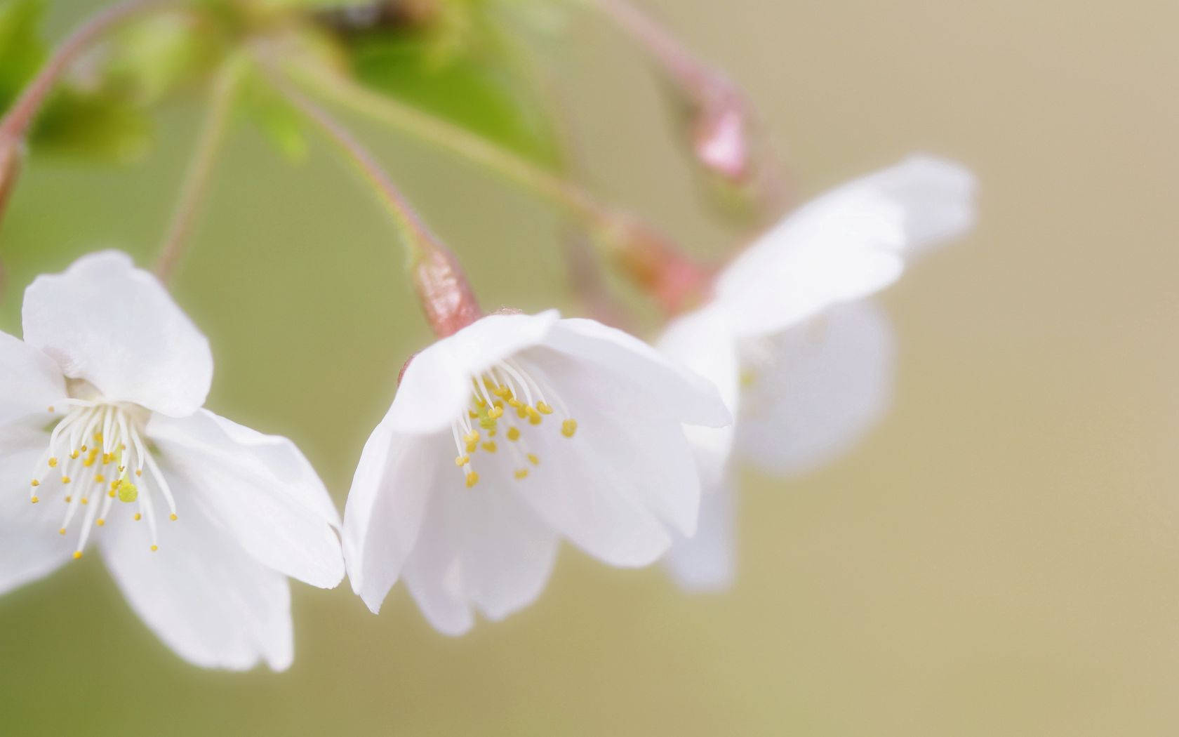 Hvide kirsebærblomster Wallpapers