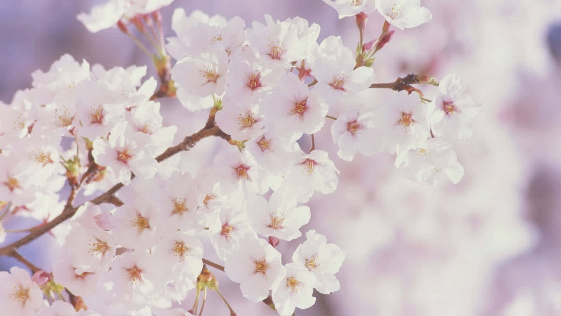 Hvide kirsebærblomster forårsblomster baggrund Wallpapers