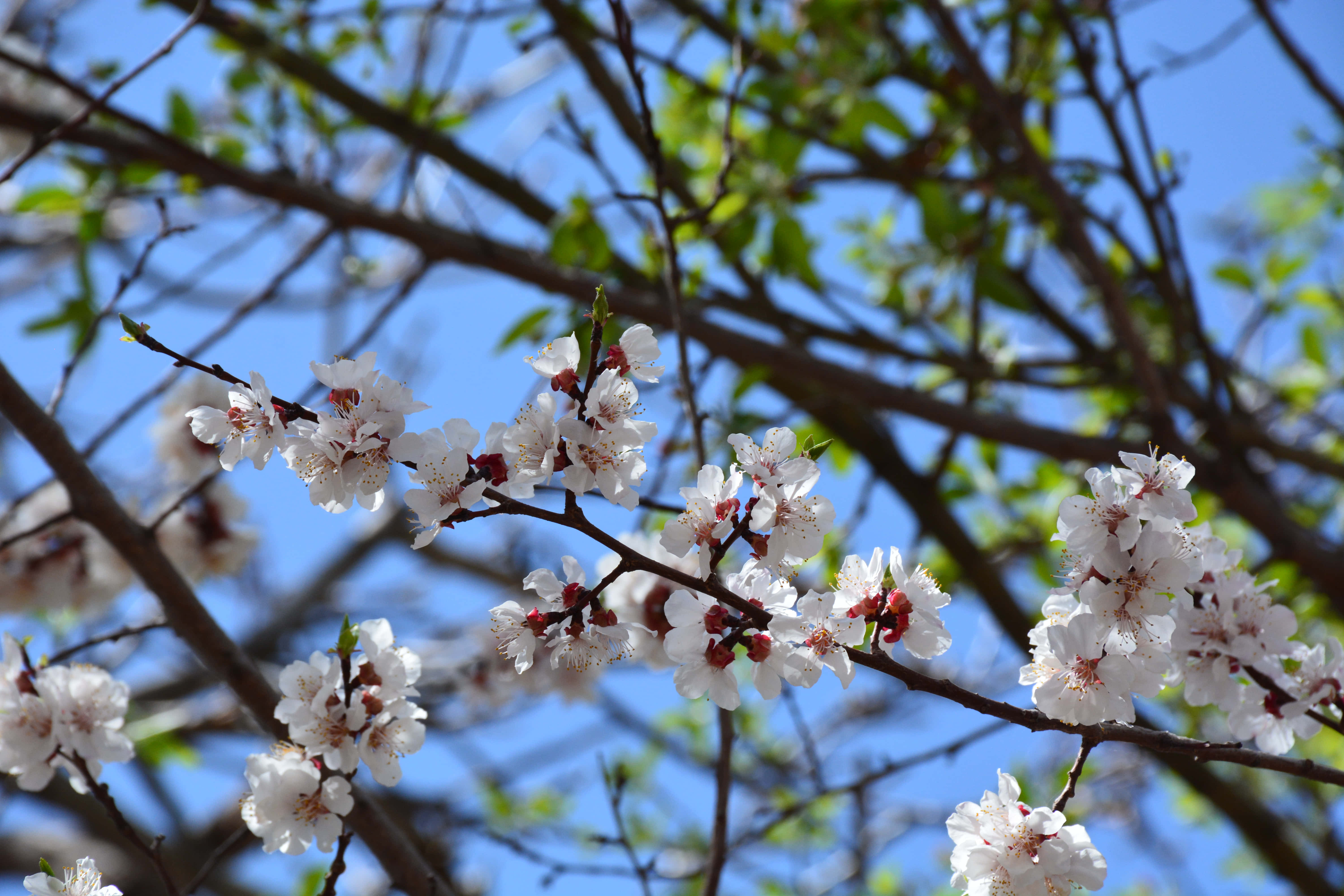 Hvide og røde blomster på træ Wallpapers