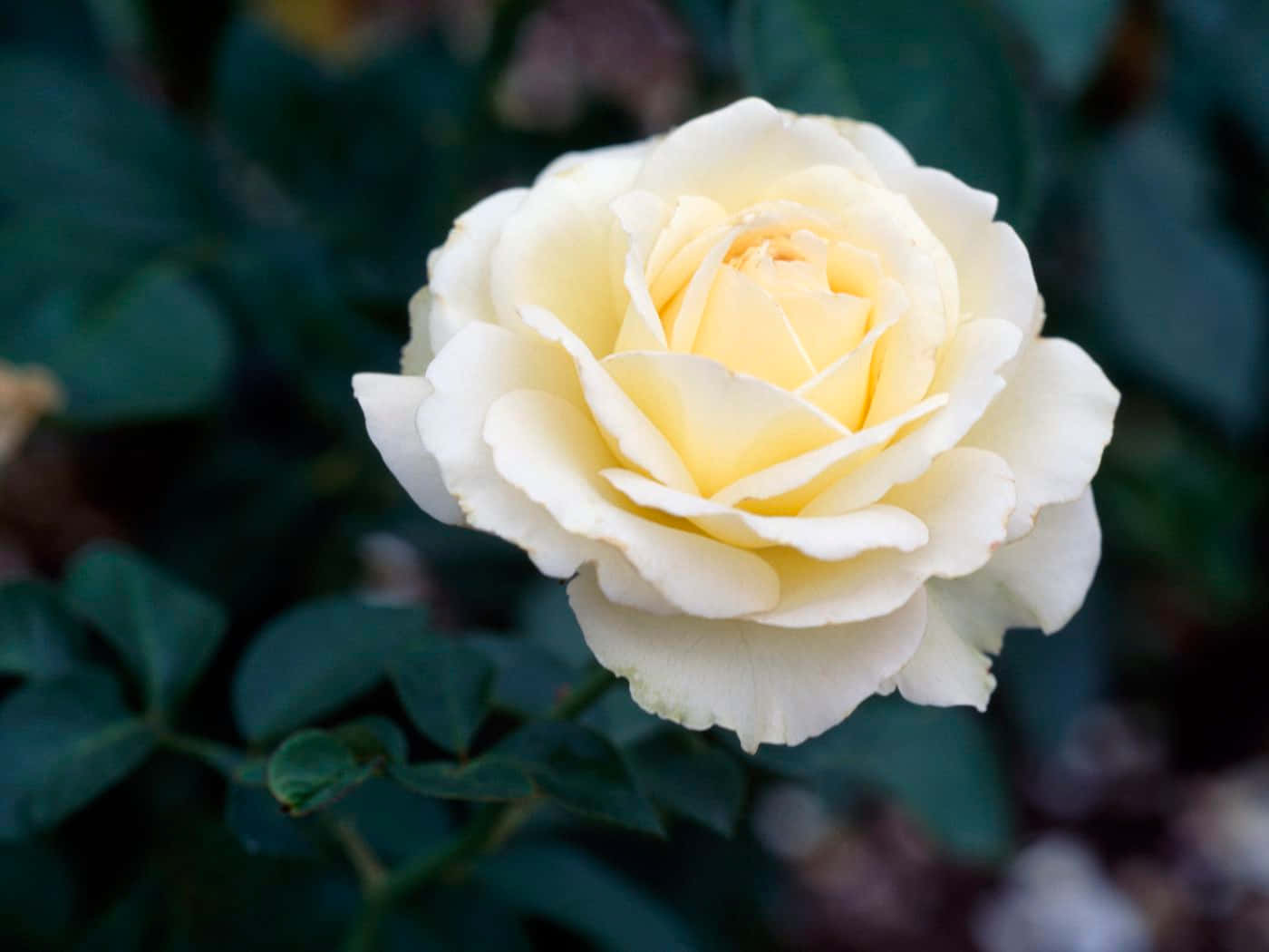 Hvide rosenplanter billeder Wallpapers