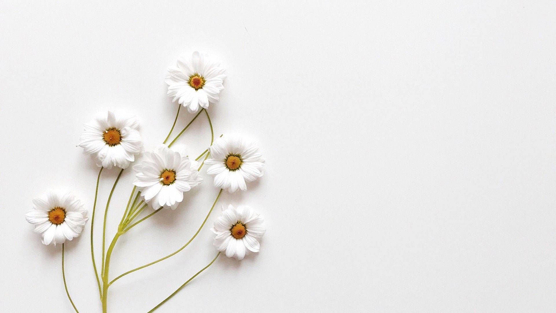 Hvide smukke blomster i æstetisk stil Wallpapers