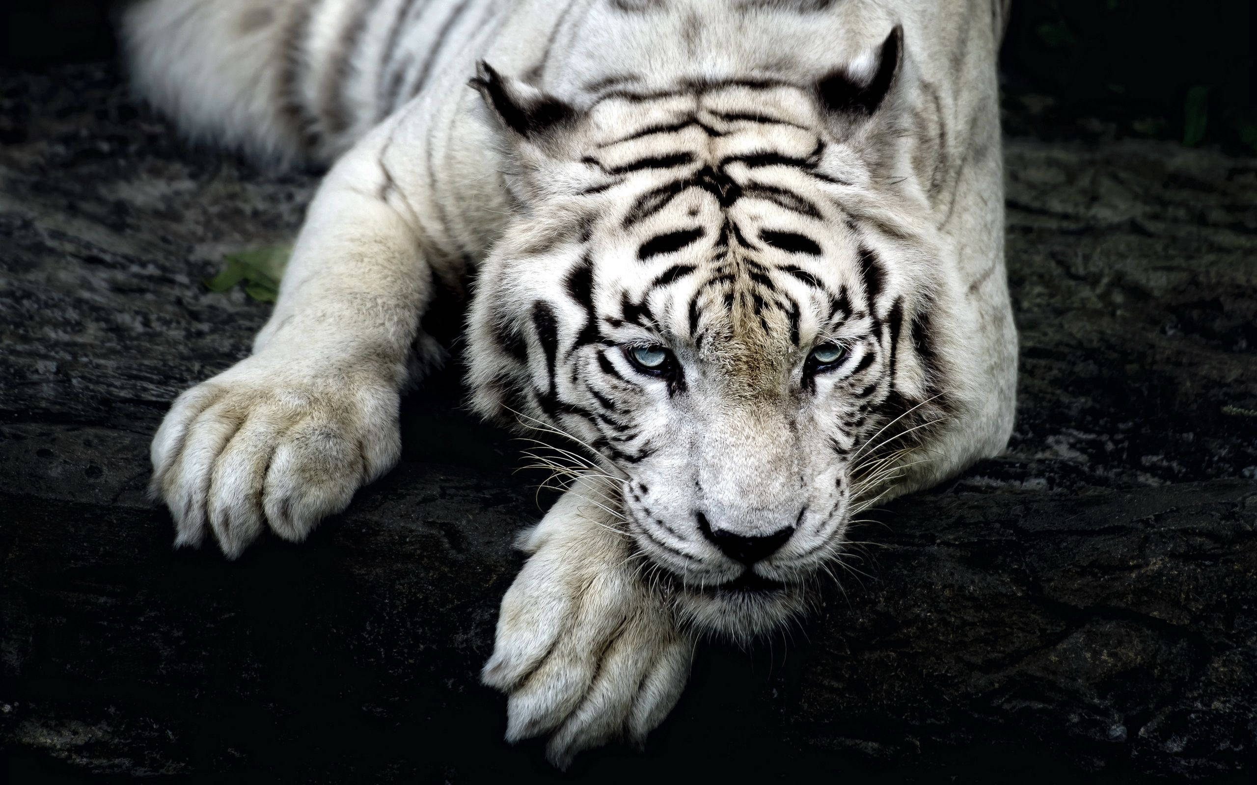 Hvilende Skønhed - En Majestætisk Albino Tiger Wallpapers