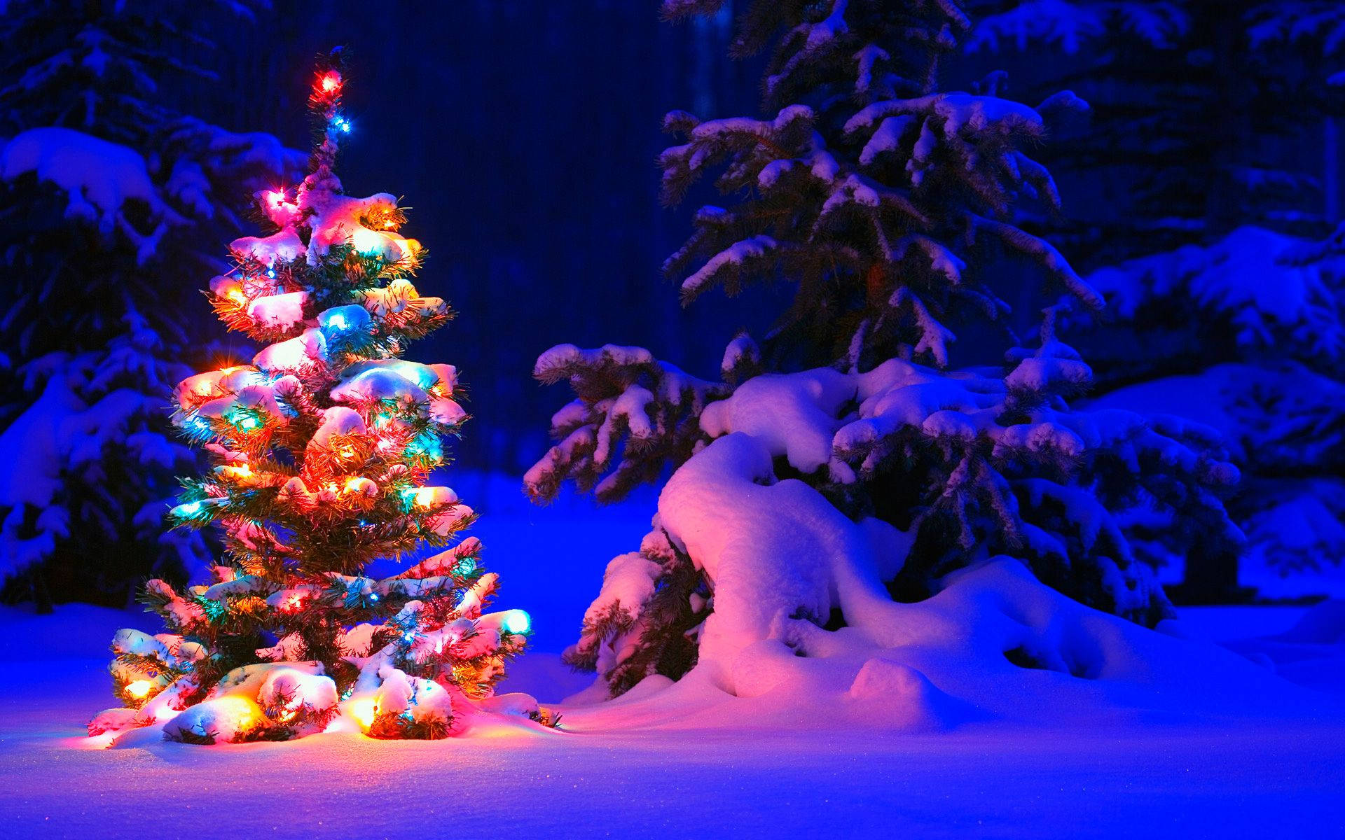 "I denne juletid kan du fejre med et virkelig sødt juletræ!" Wallpapers
