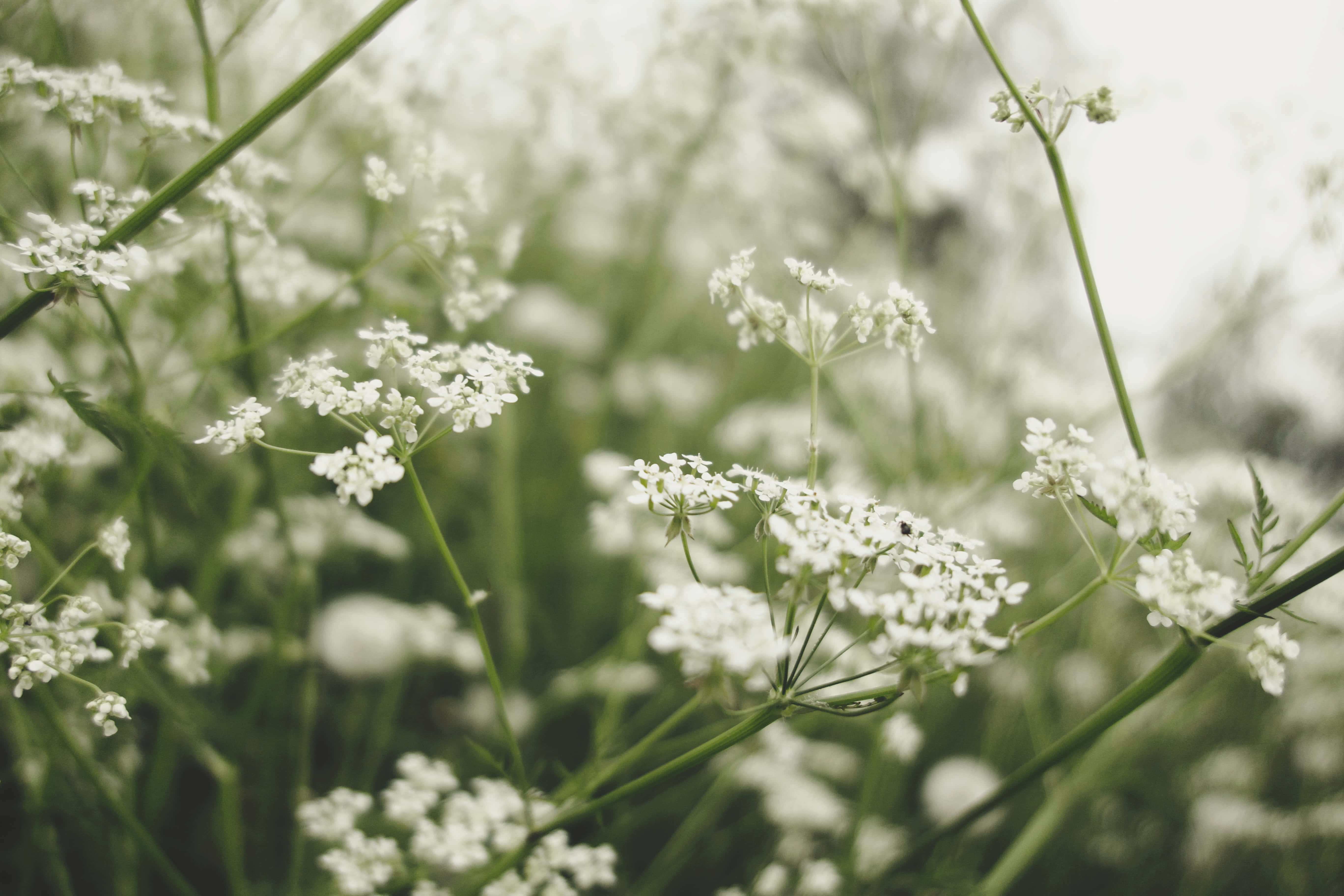 Idyllisk sommerhusæstetik i landlige omgivelser Wallpapers