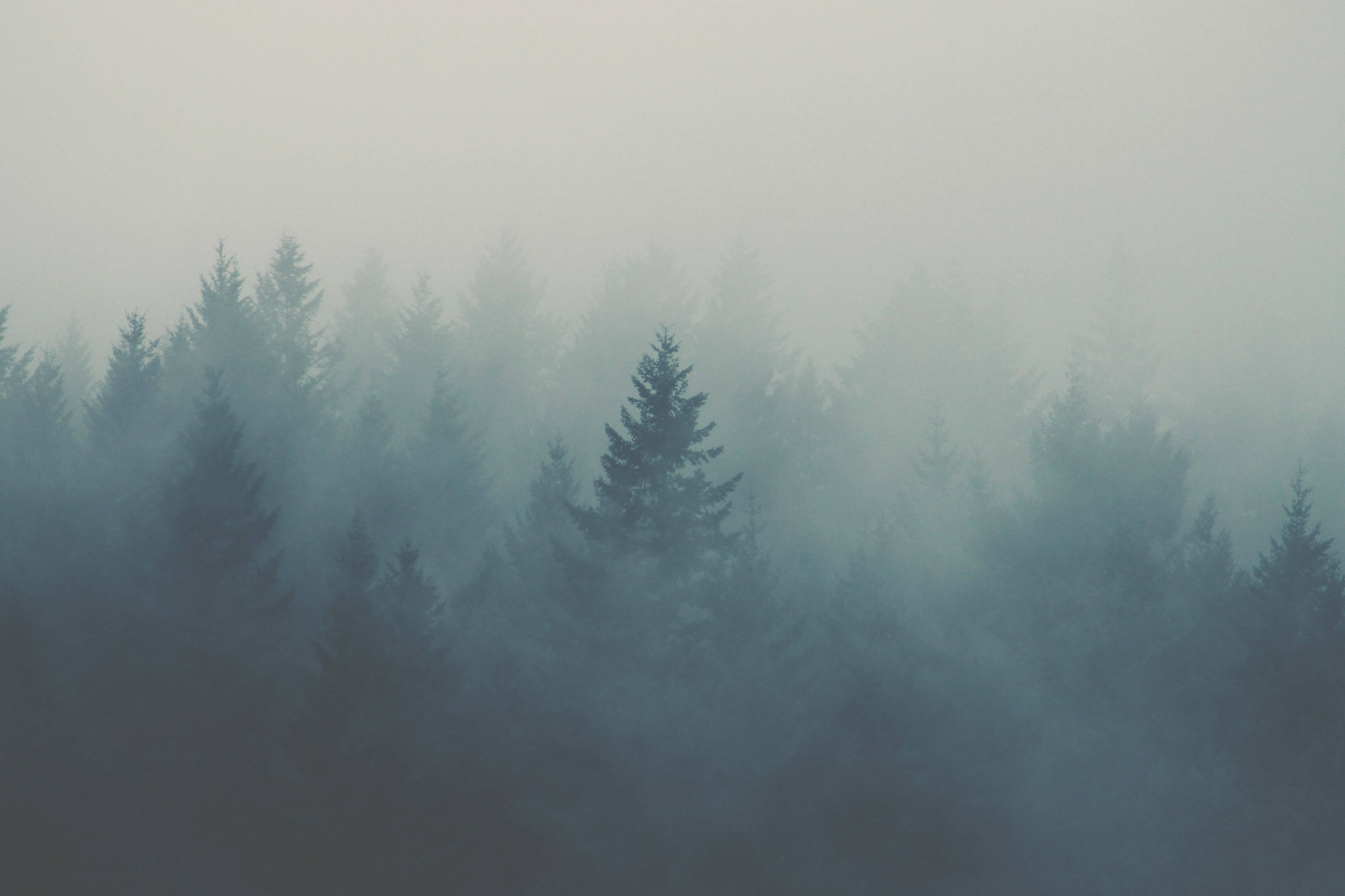 Ikoniske tågede skovfyrretræer Wallpapers