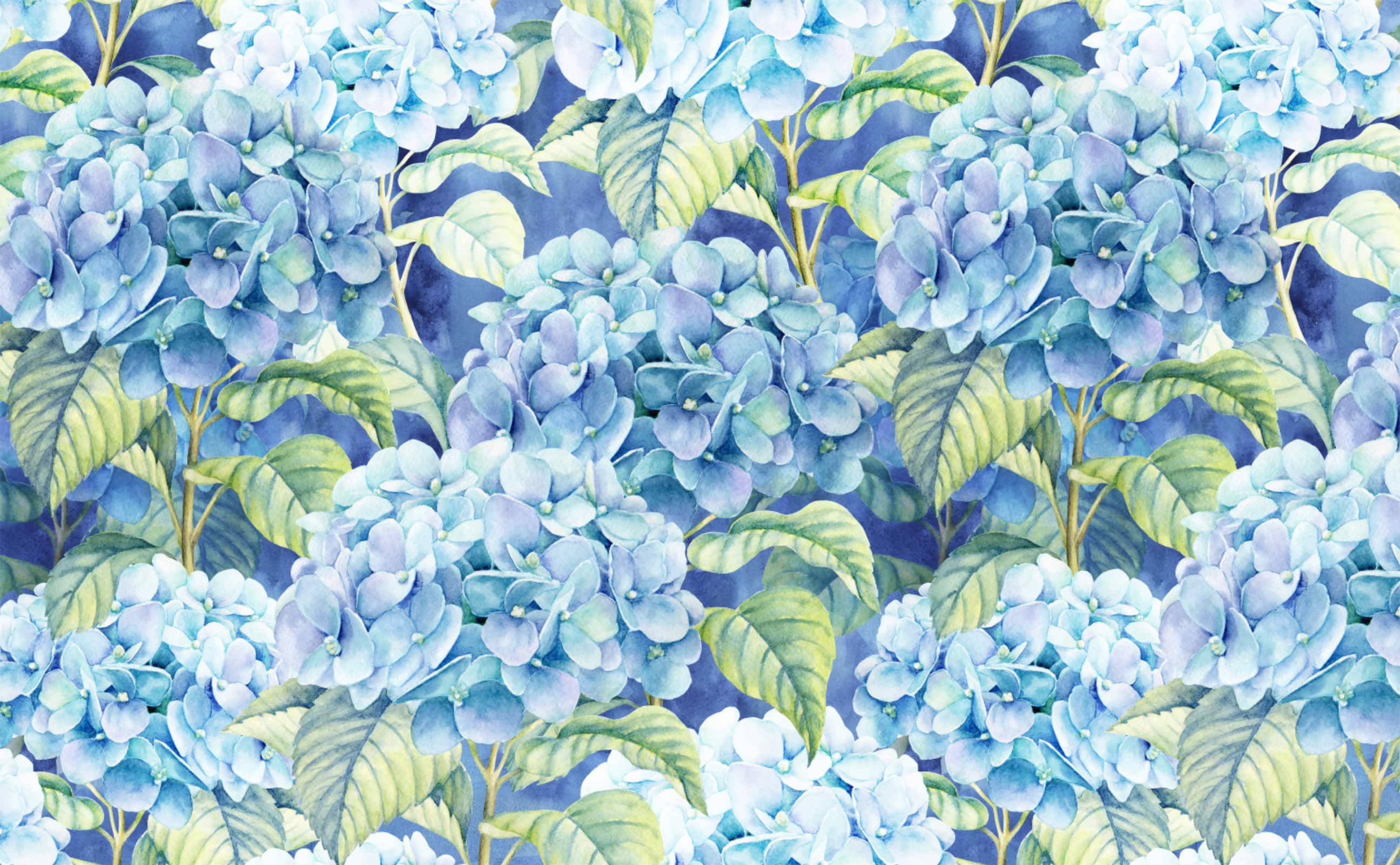 Illustration af lyseblå hortensiaer Wallpapers