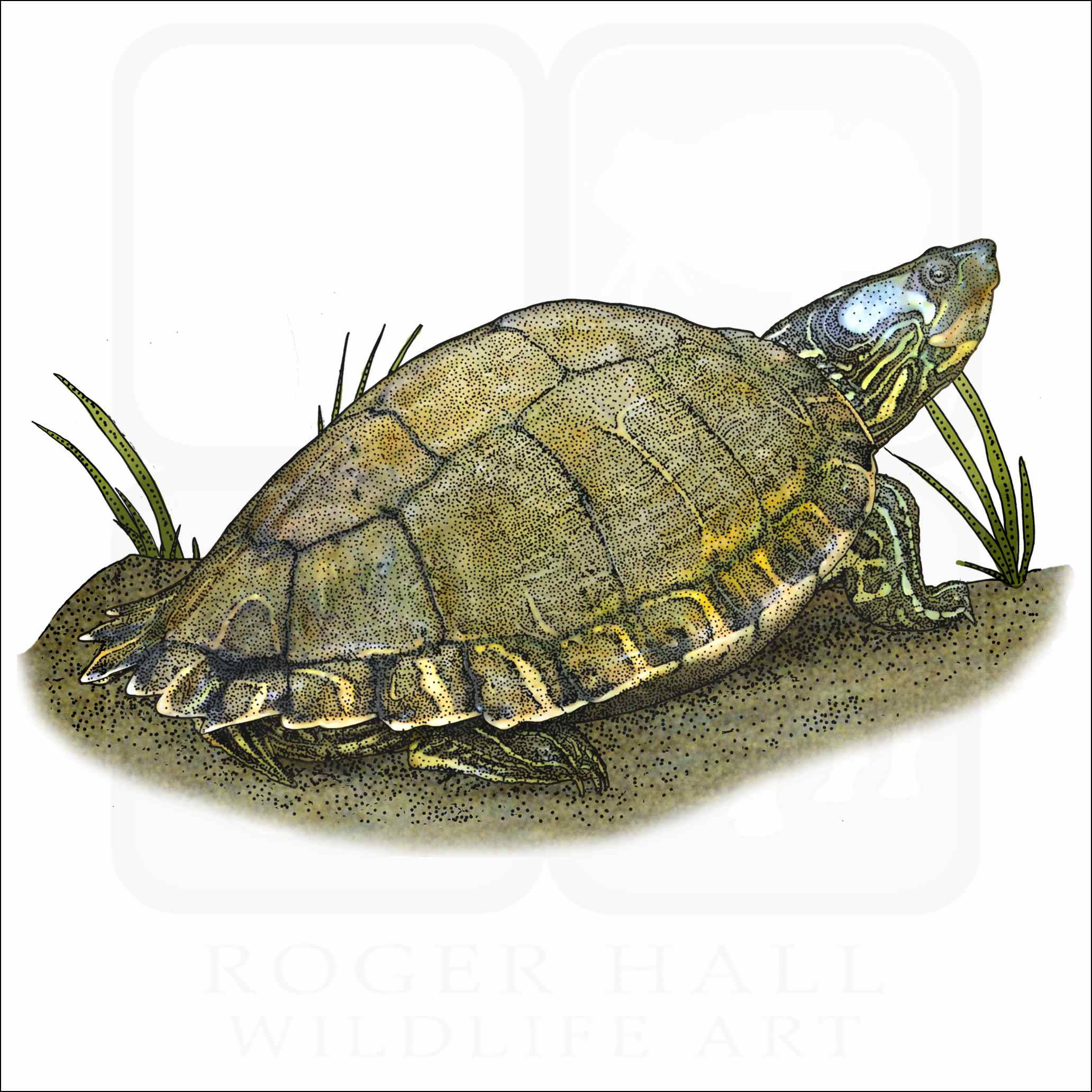 Illustration af Escambia-kortskildpadde Wallpapers