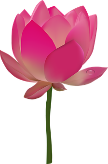 Illustration af lyserød lotusblomst Wallpapers
