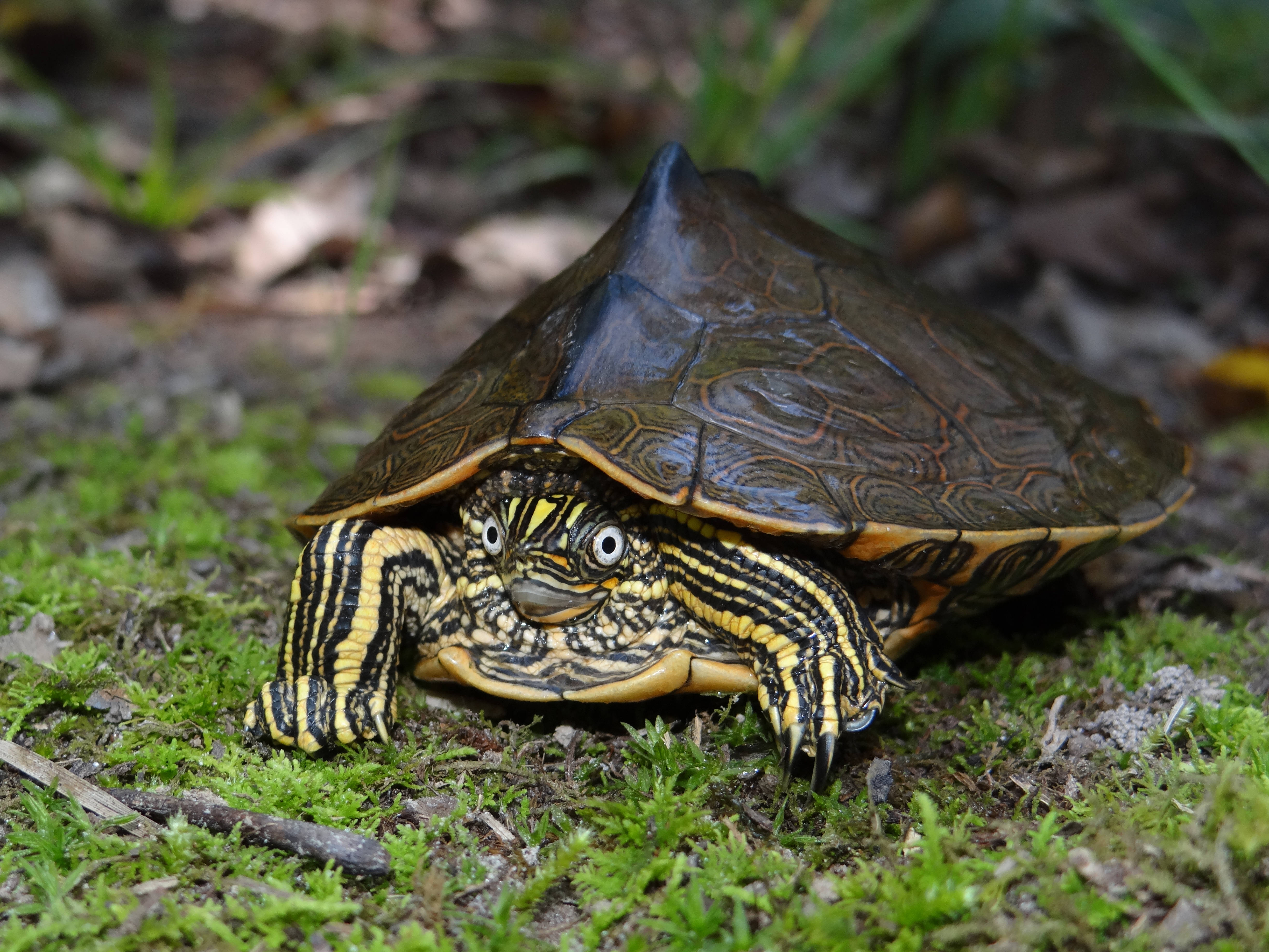 Imponerende foto af Sabine-kortskildpadde Wallpapers