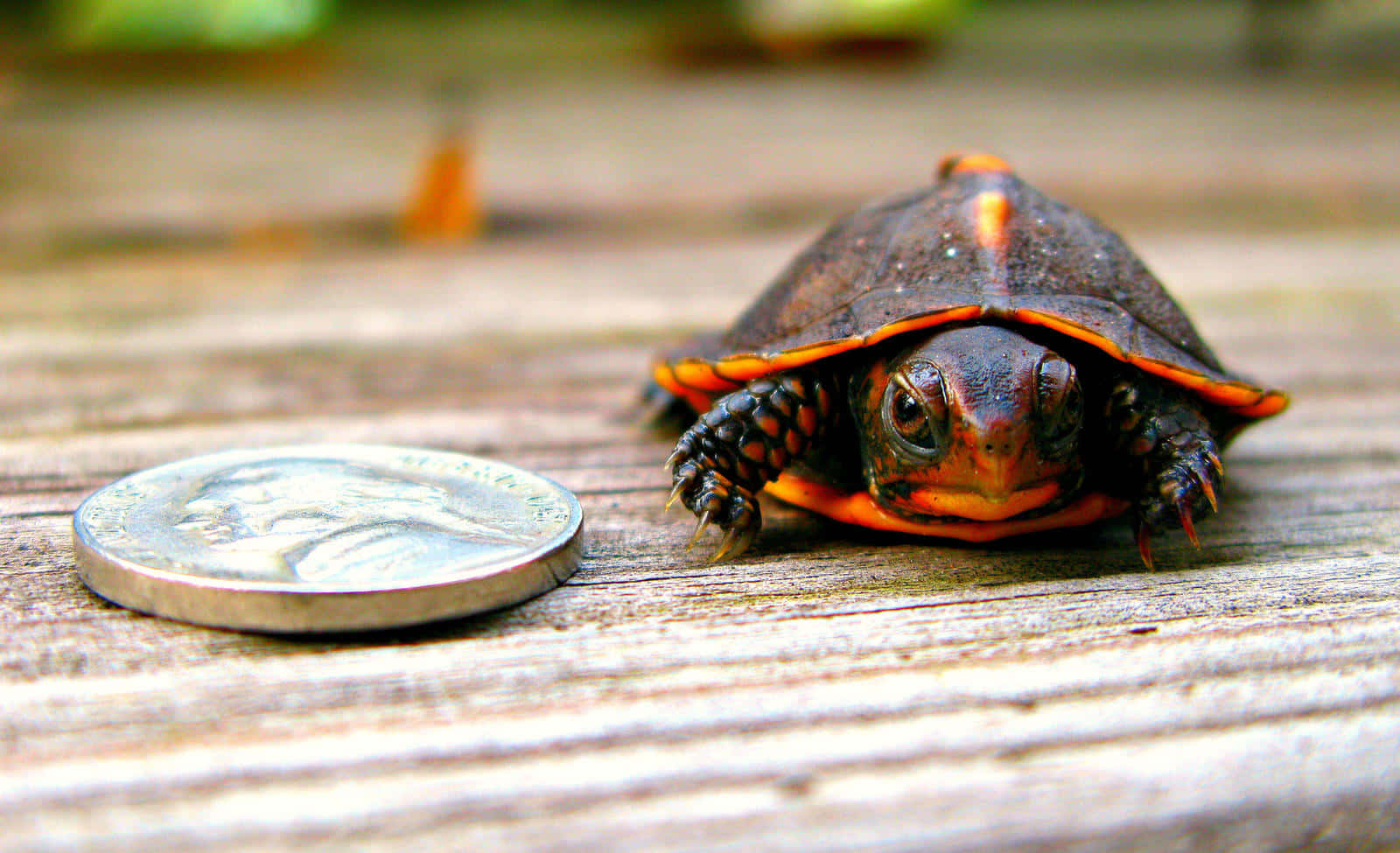 “Imponerende sød skildpadde” Wallpapers
