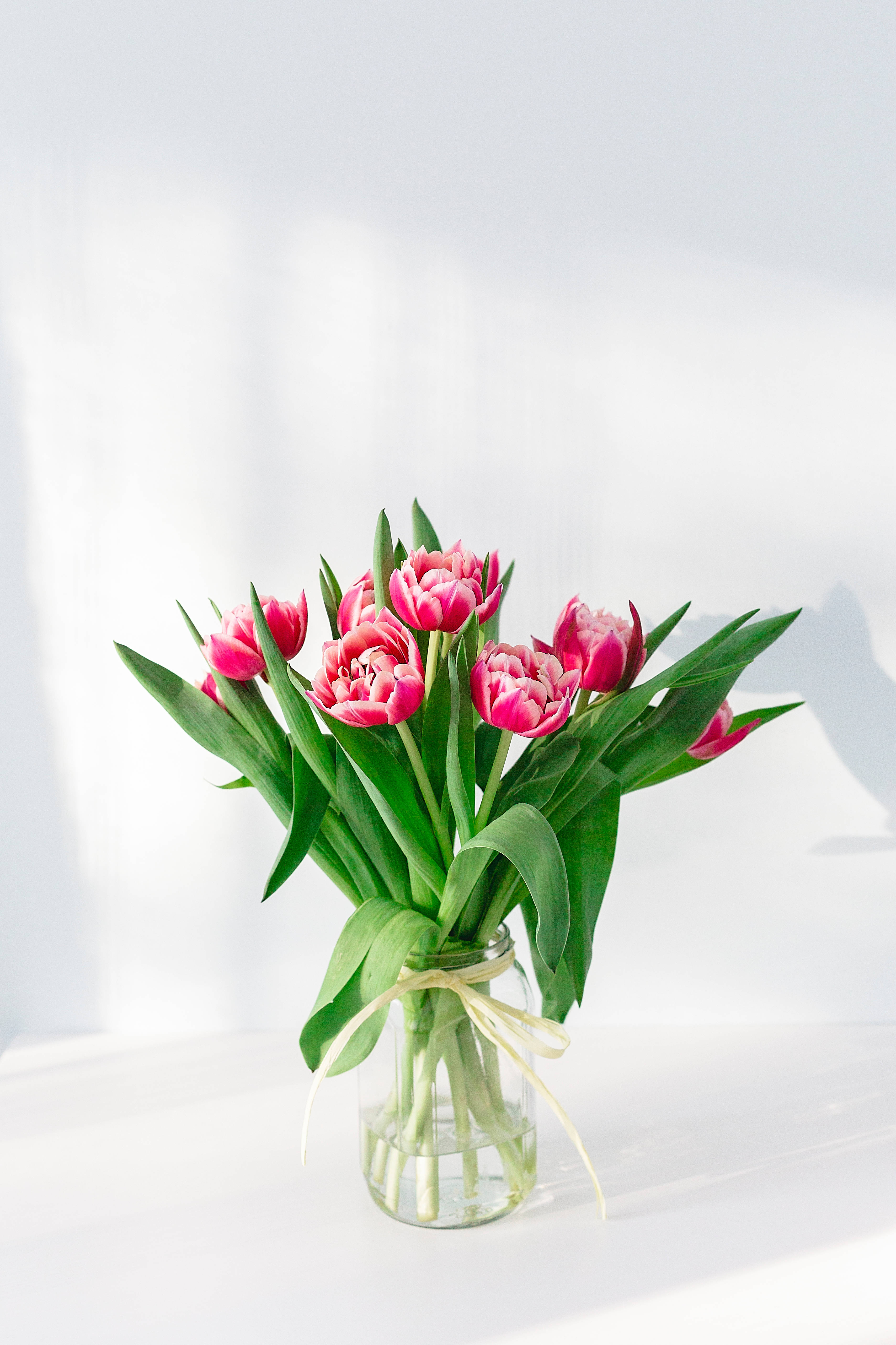 Indendørsplante med lyserød blomst til iPhone Wallpapers