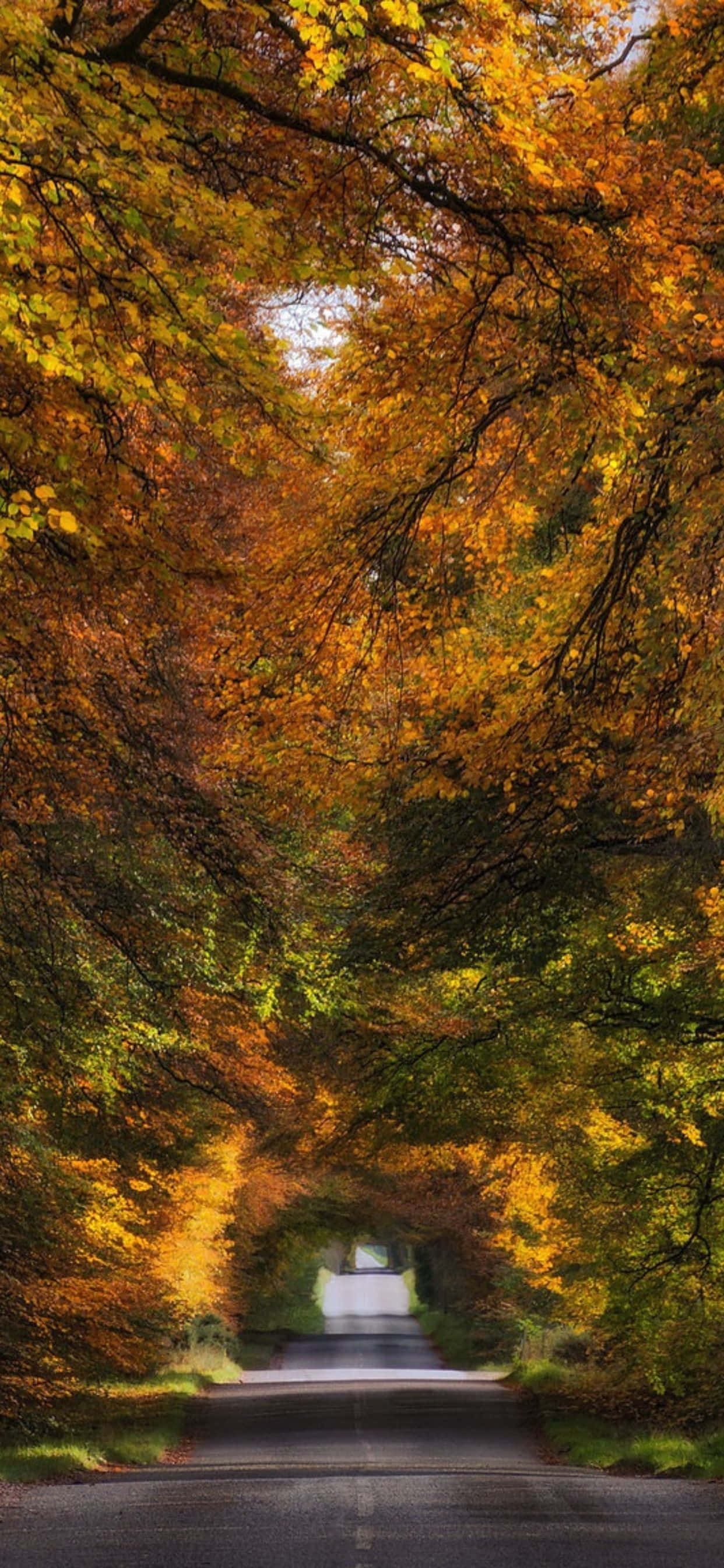Fang efterårets skønhed med den nyeste iPhone Xs Max Wallpapers