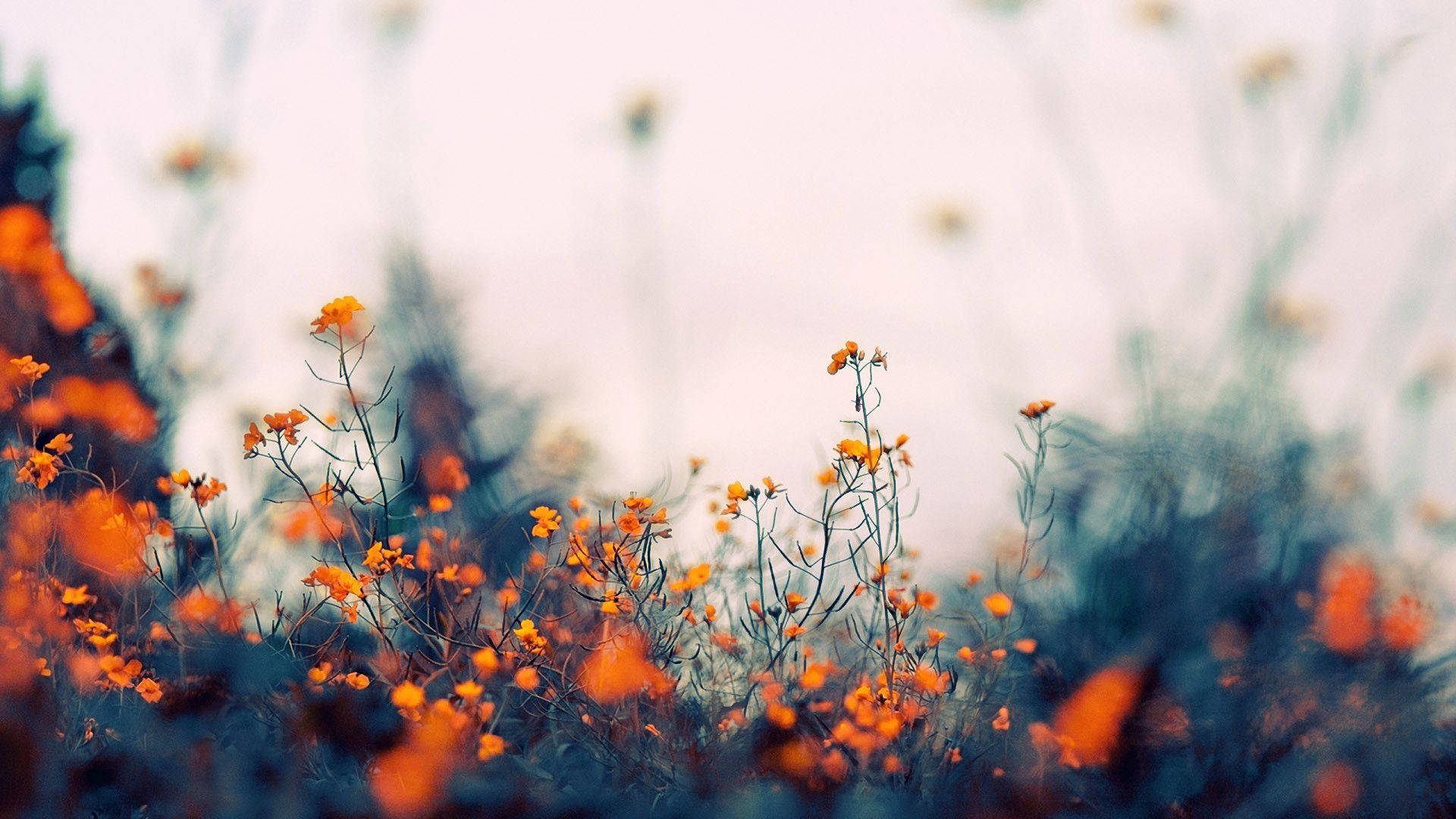 Indie æstetik bærbar orange blomster på mark Wallpapers
