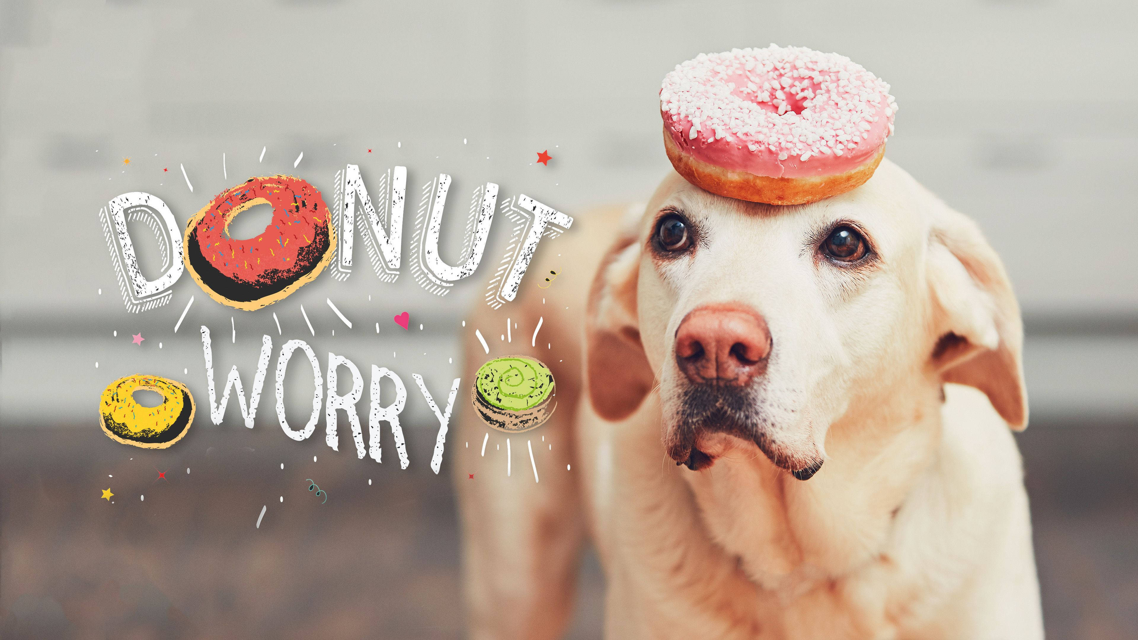 Indie Aestetisk Laptop Donut På Hund Wallpapers
