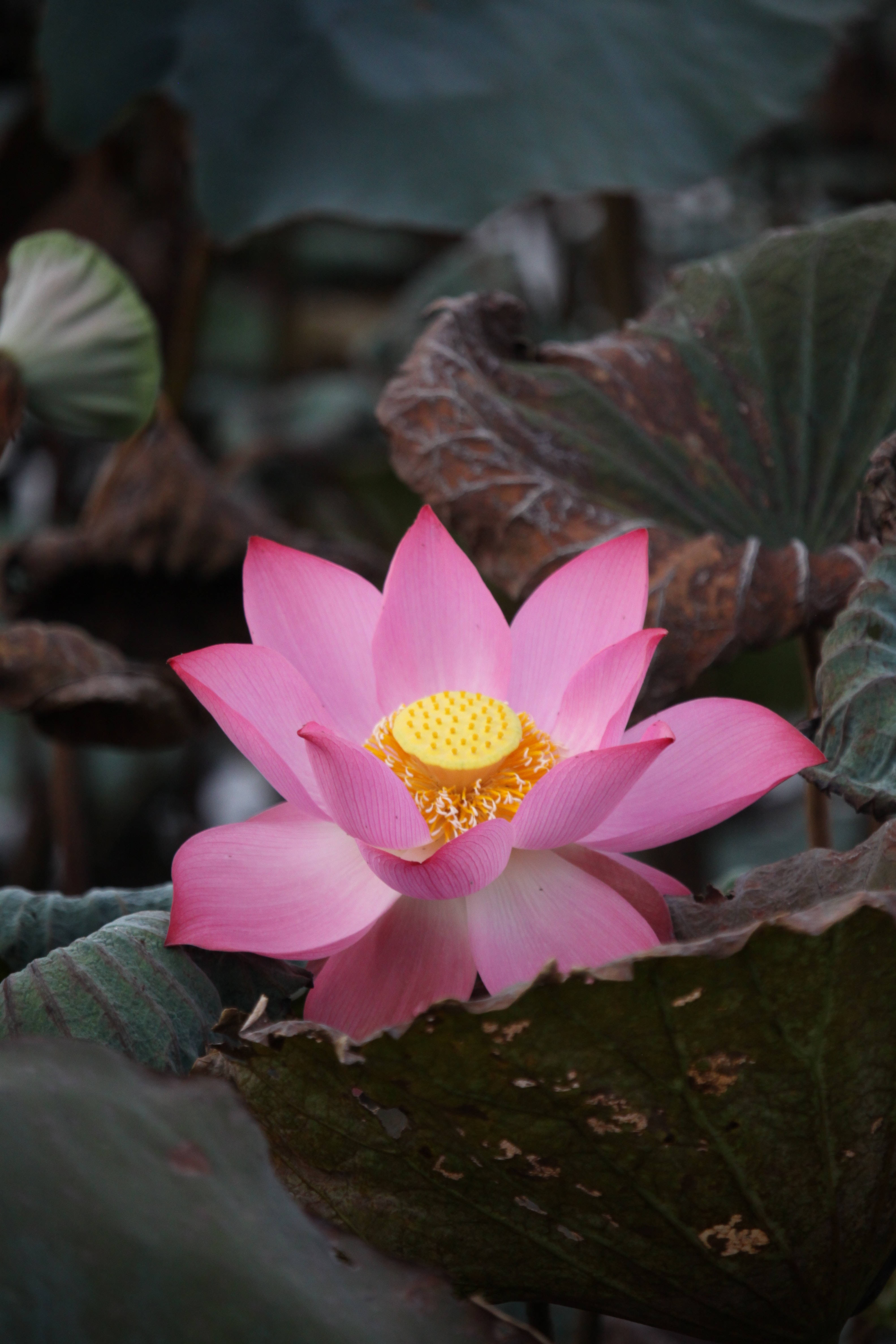 Indisk hellig lotusblomst Wallpapers
