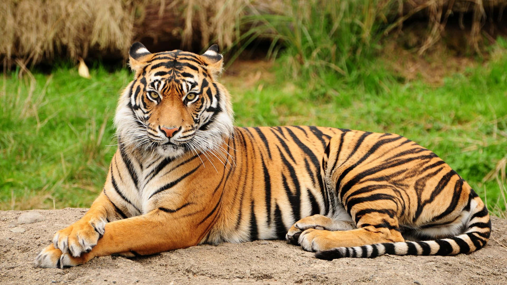Indisk tiger siddende på græs Wallpapers