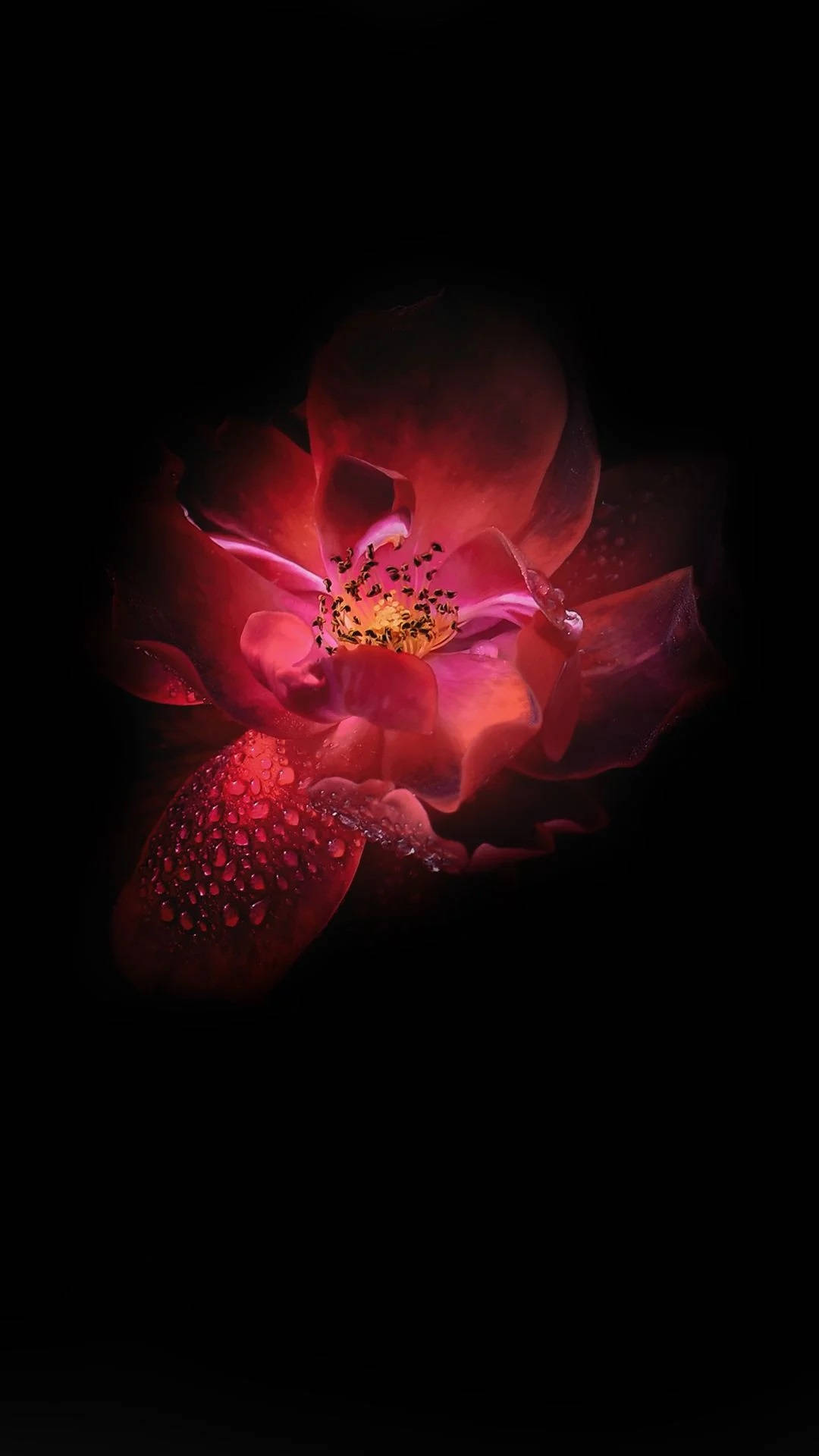 Infinix Mørkerød Lotusblomst Wallpapers