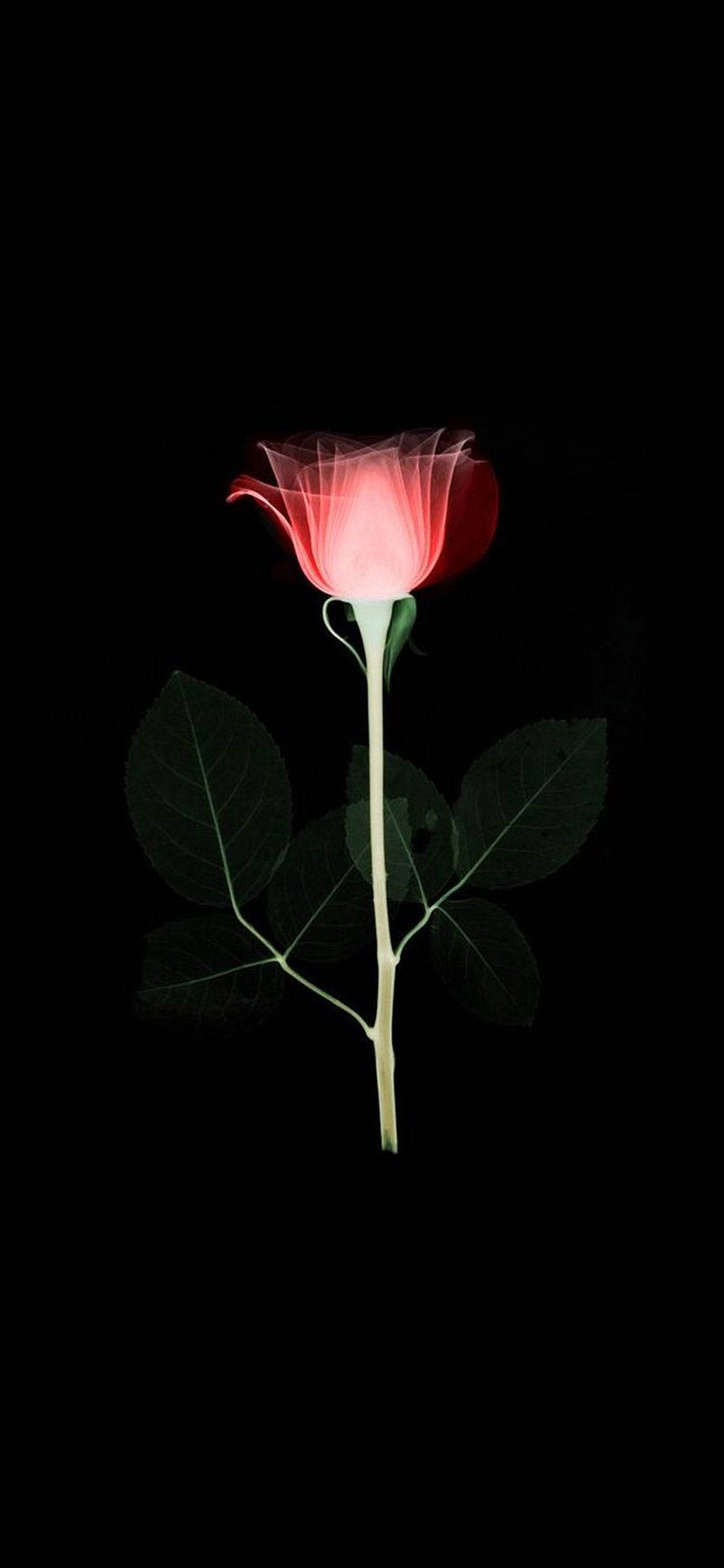 Infrarød rose blomst Apple Wallpapers
