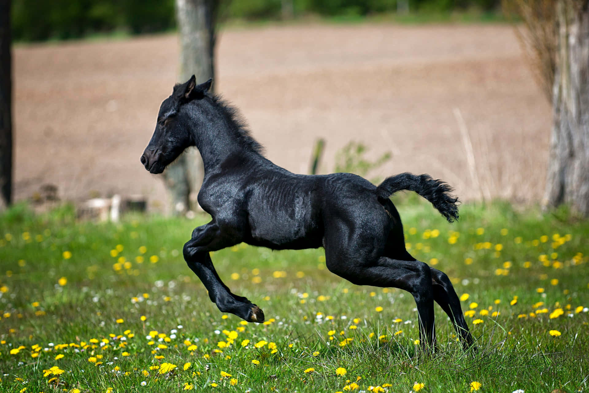 Ingen kan modstå charmen ved denne søde hest! Wallpapers