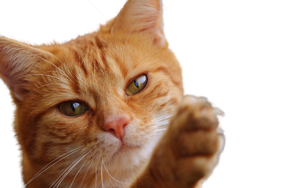 Ingen kat løfter poten Wallpapers