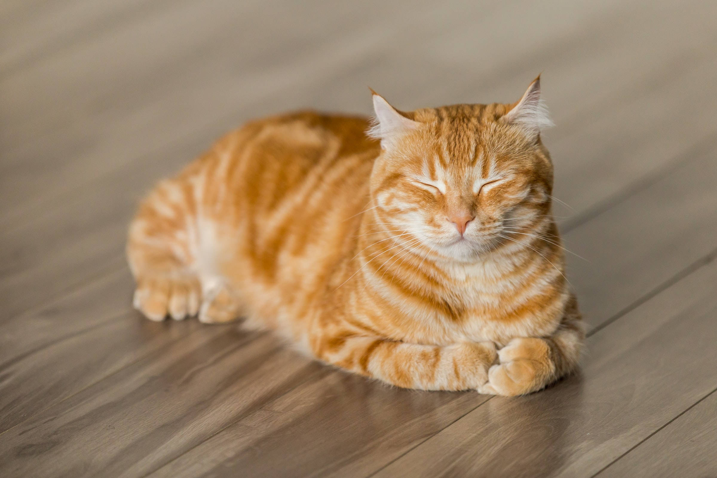Ingen katte-PFP med rødlig tabby Wallpapers