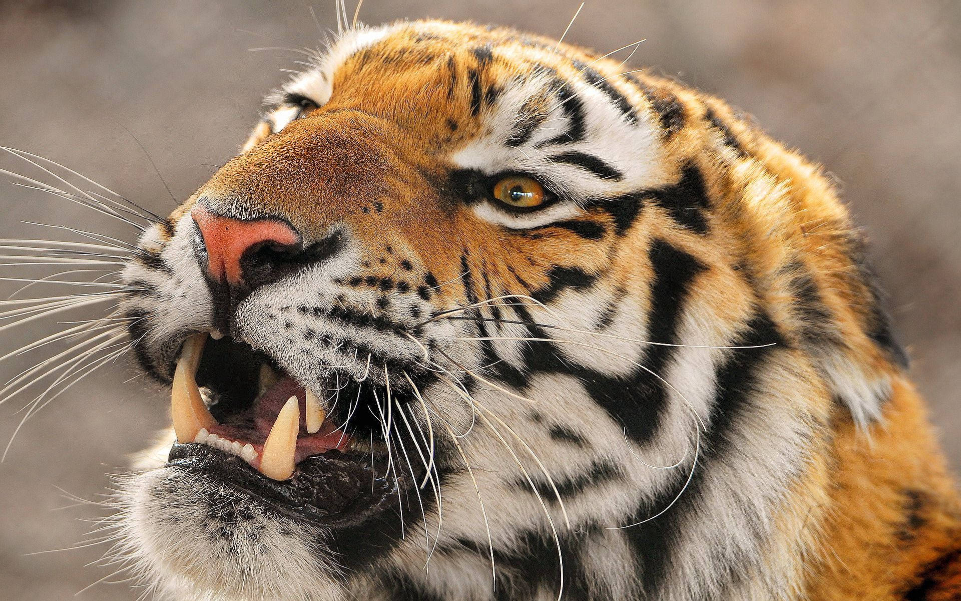 Intensiteten i en tigers blik Wallpapers