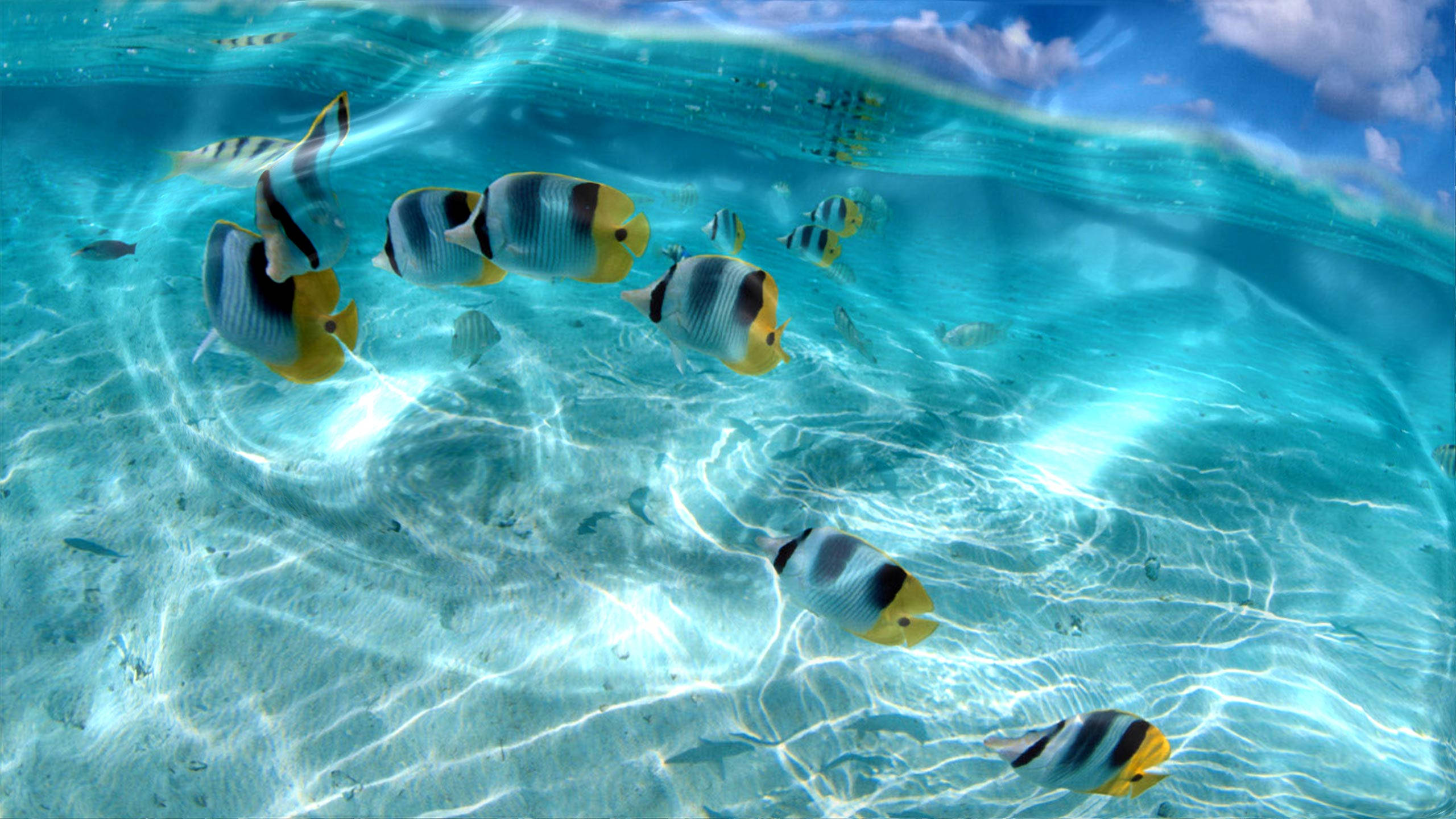 Interaktive tropiske fisk Wallpapers