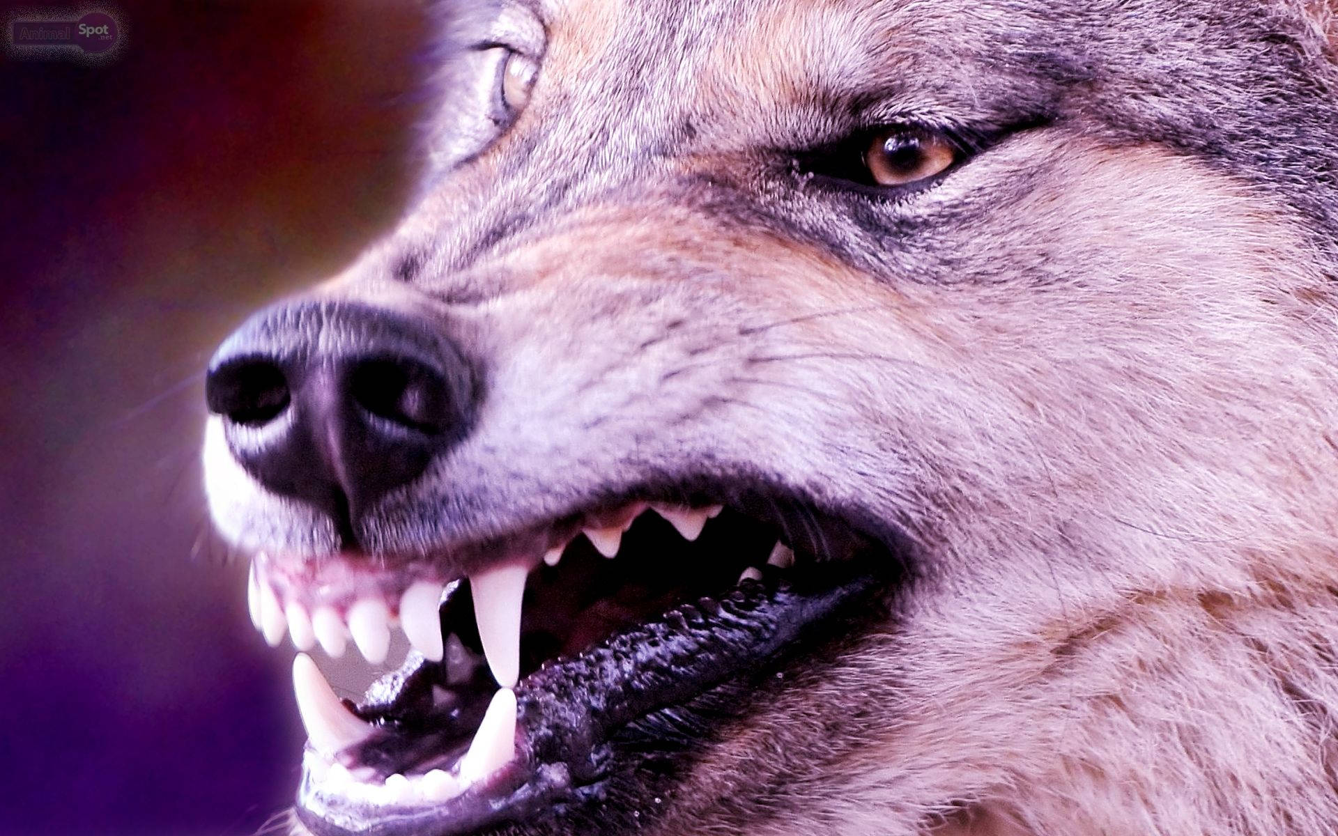 Intimiderende blik fra en vred ulv Wallpapers
