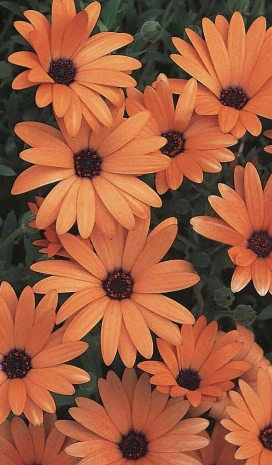 Iøjnefaldende orange æstetik med et farvespragl Wallpapers