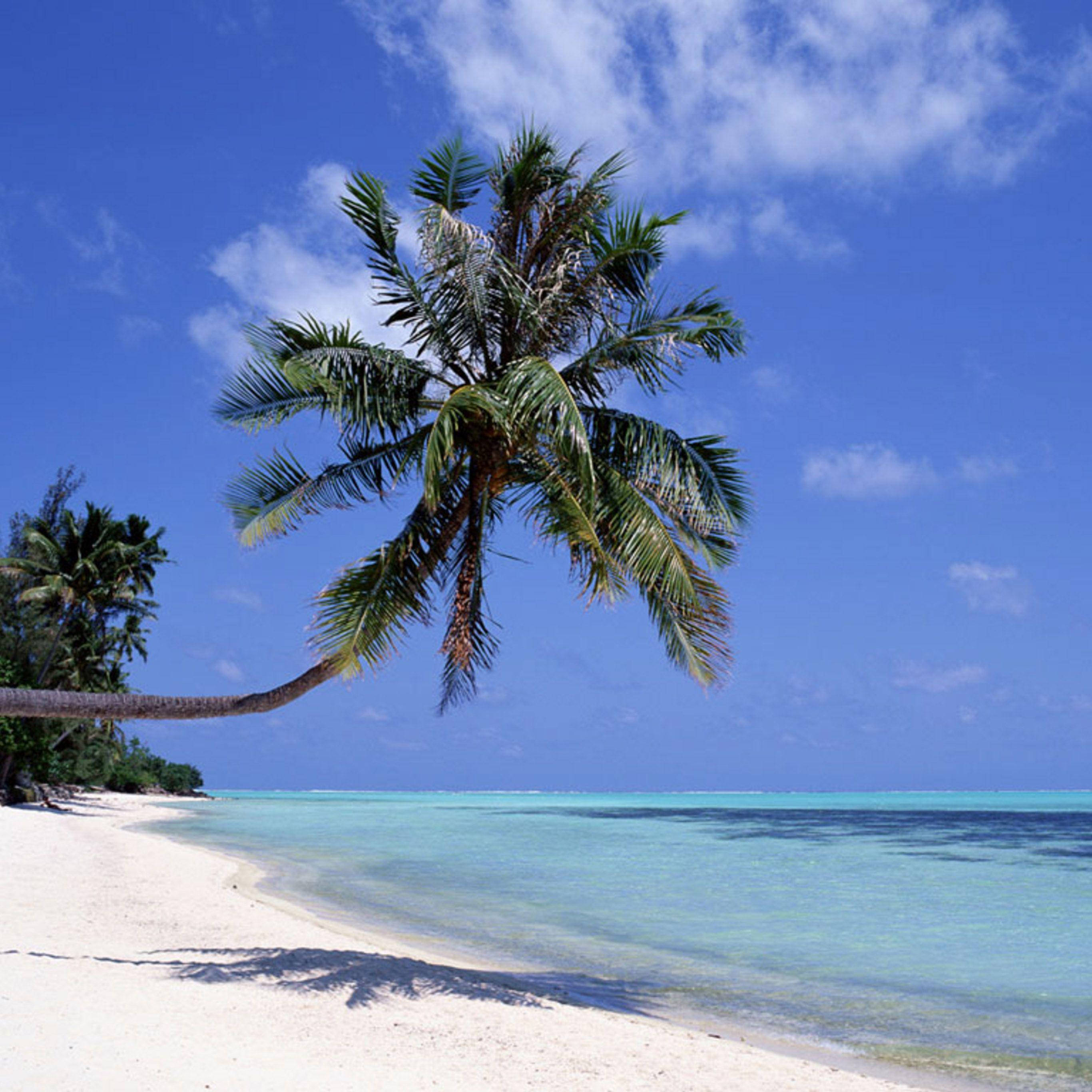 iPad Pro Palmetræ på sandstrand Wallpapers