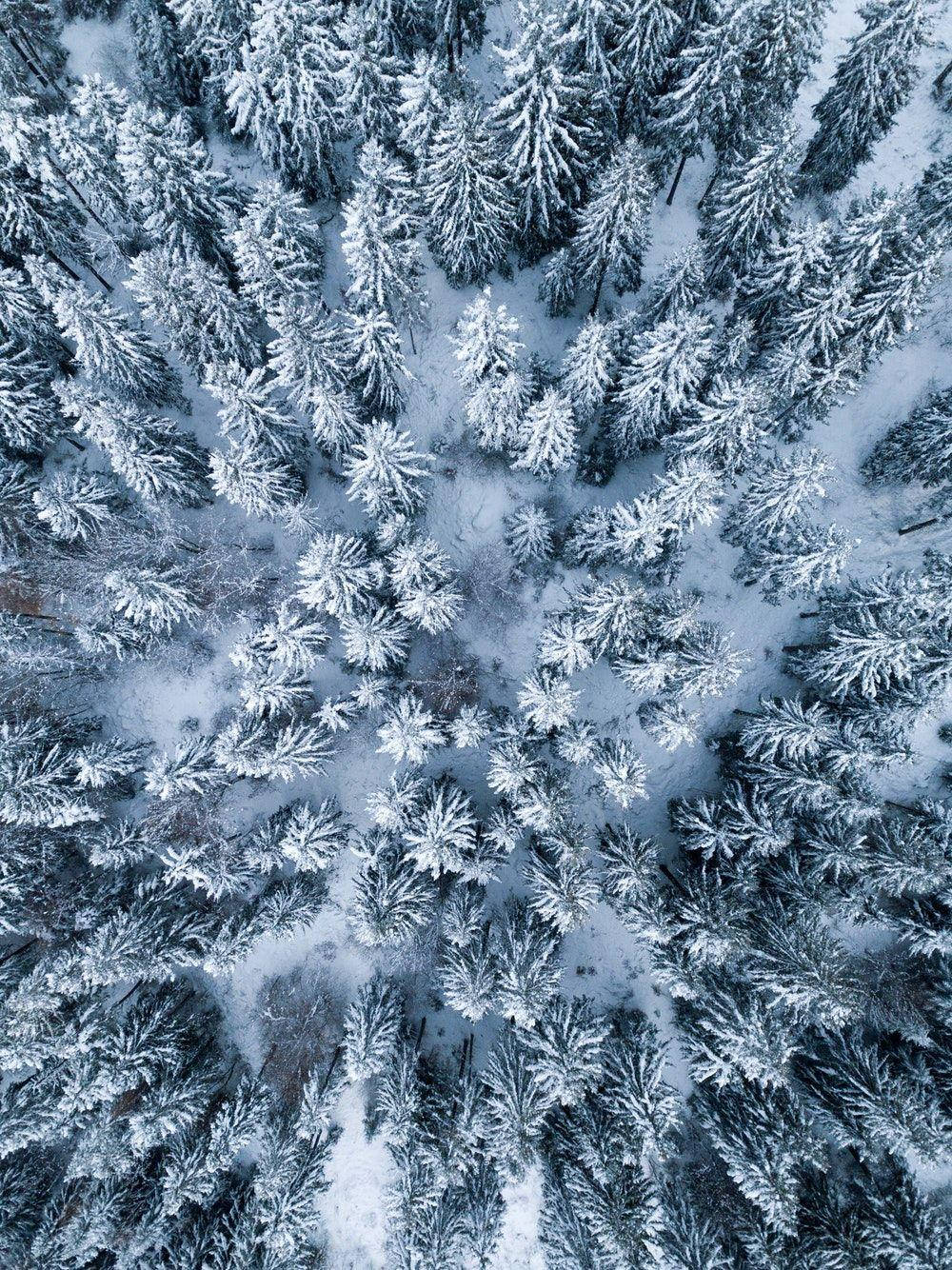 iPad Pro topvisning af sneklædt skov Wallpapers