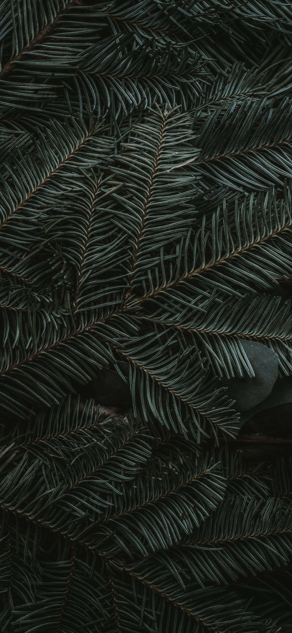 iPhone 11 Grønne Fyrrenåle Wallpapers