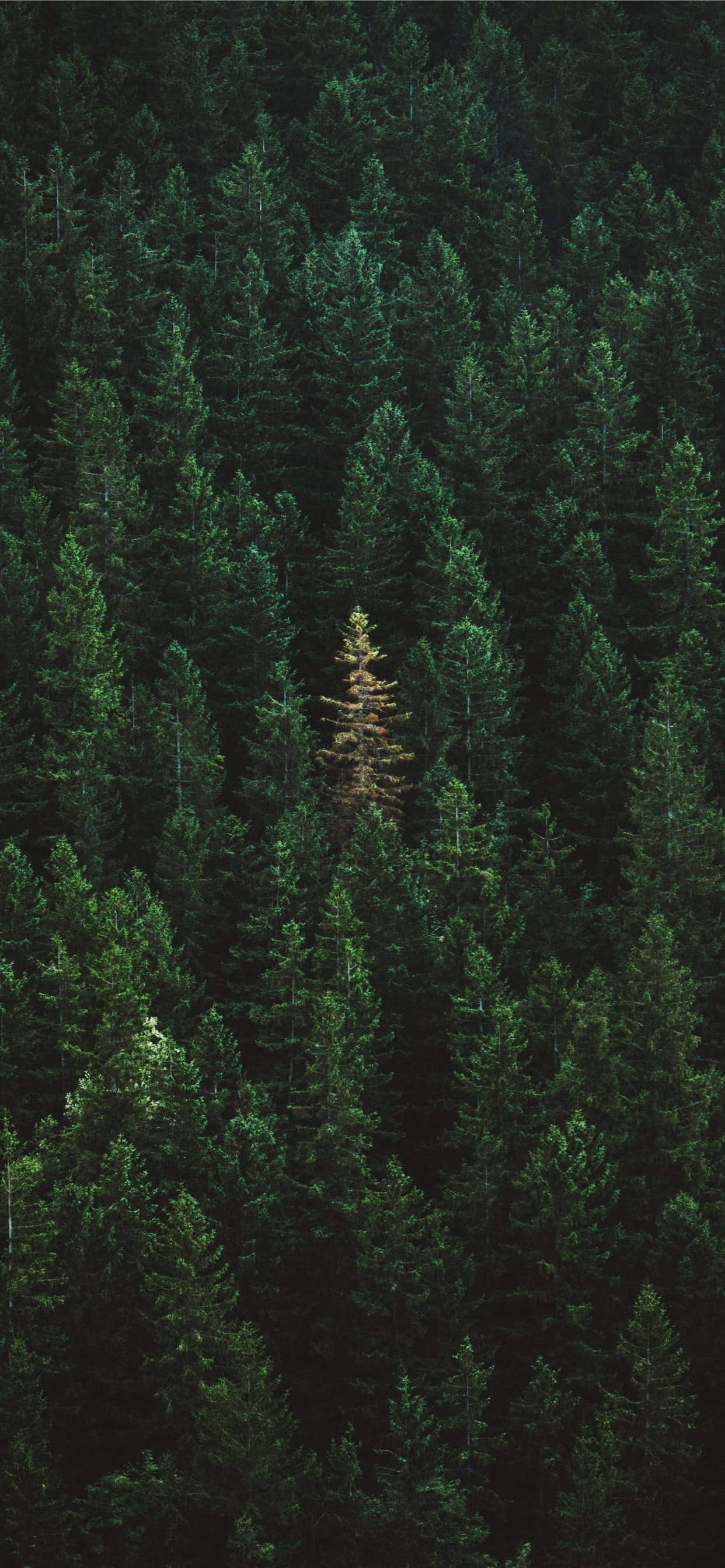 iPhone 11 Grønne Skovtræer Wallpapers