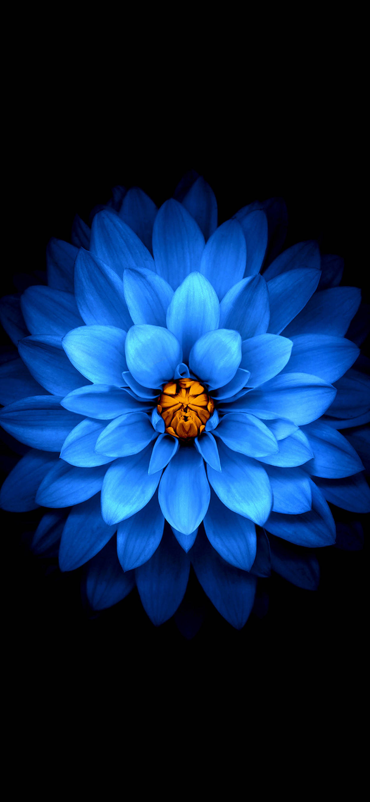 iPhone 11 Pro Max Blå Blomst Wallpapers