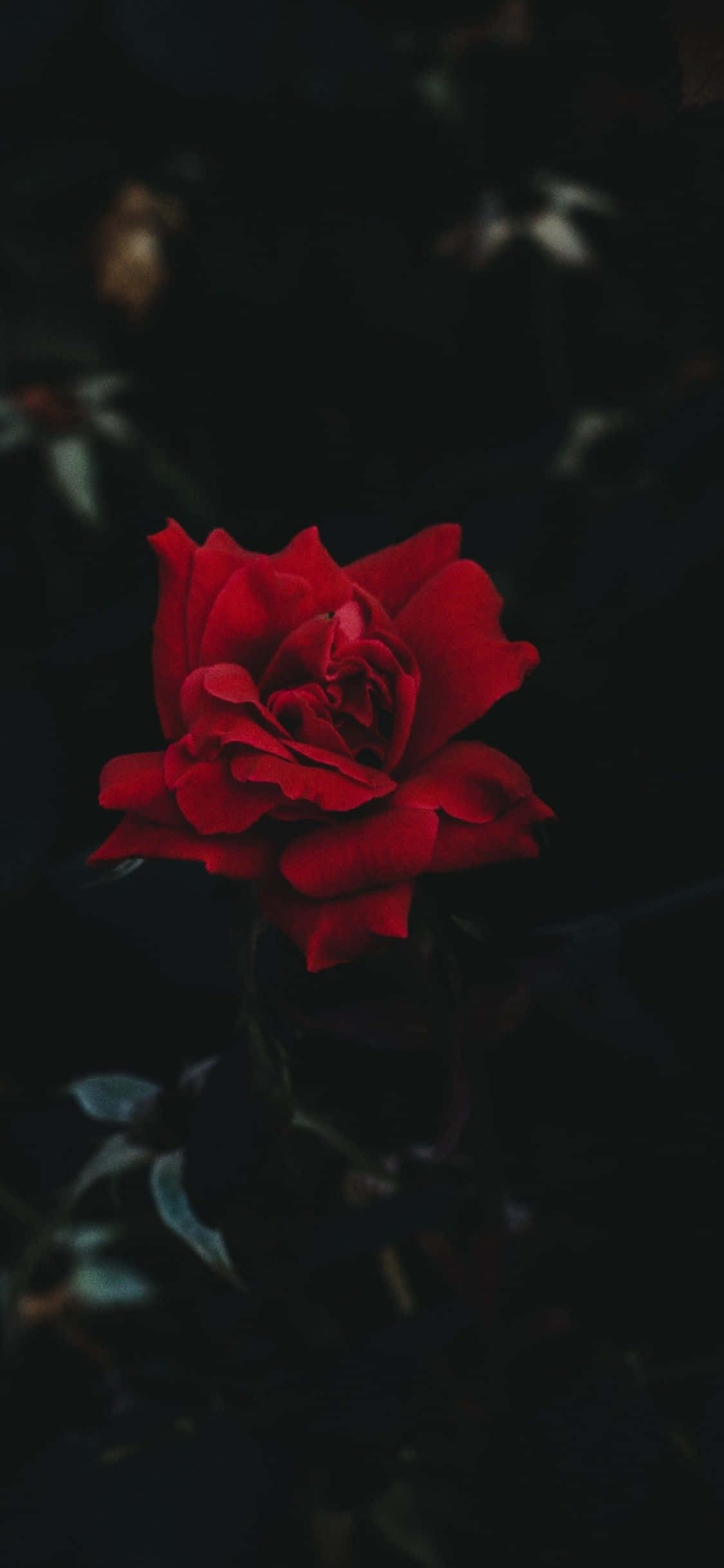 iPhone 11 Rød Rose Wallpapers