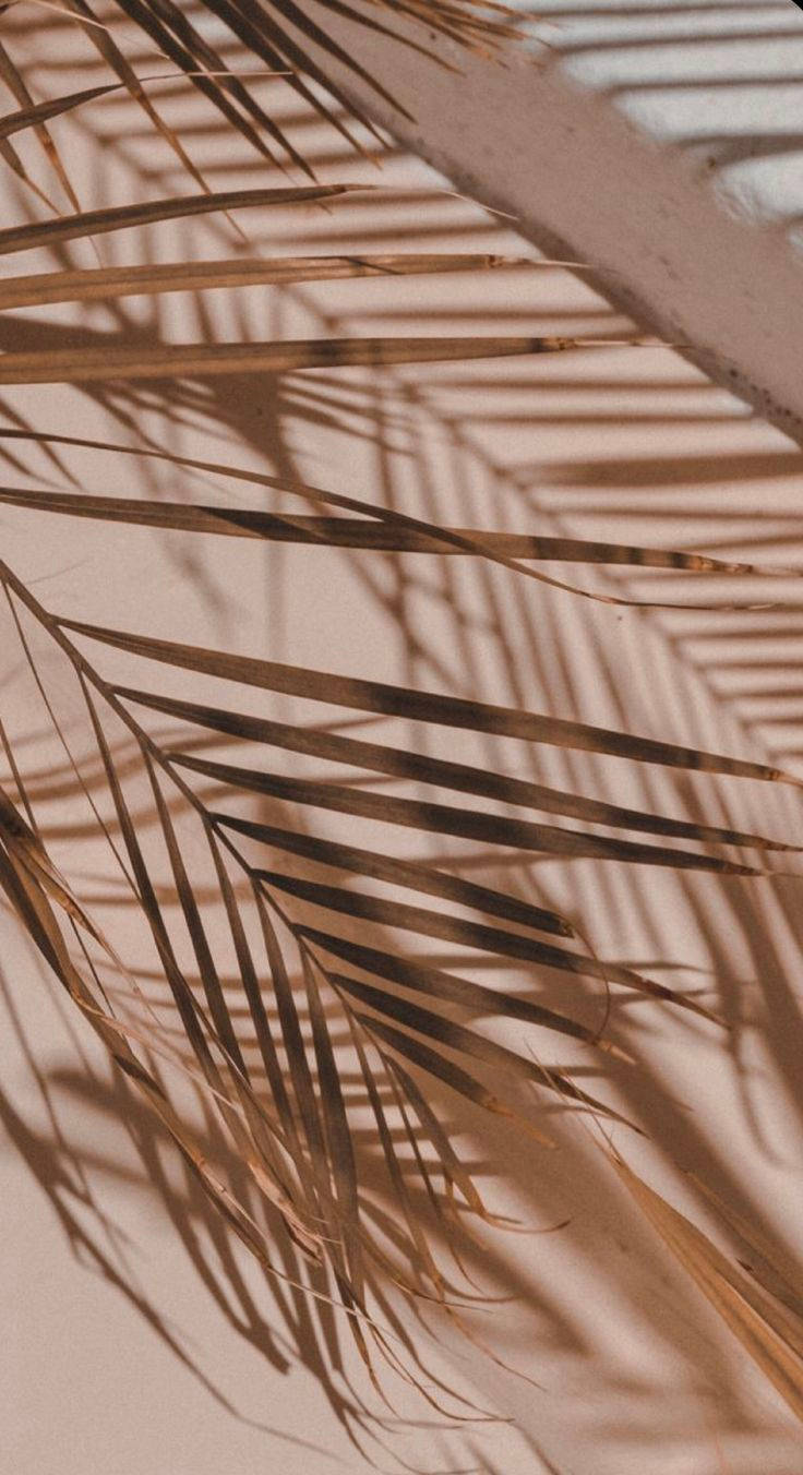iPhone 12 Pro Palmeblade Wallpapers