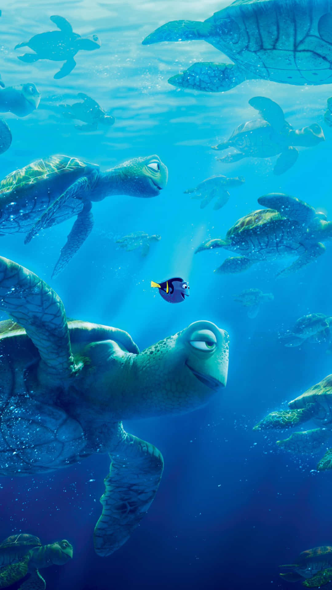 iPhone 6 Plus skildpadde svømmer Wallpapers