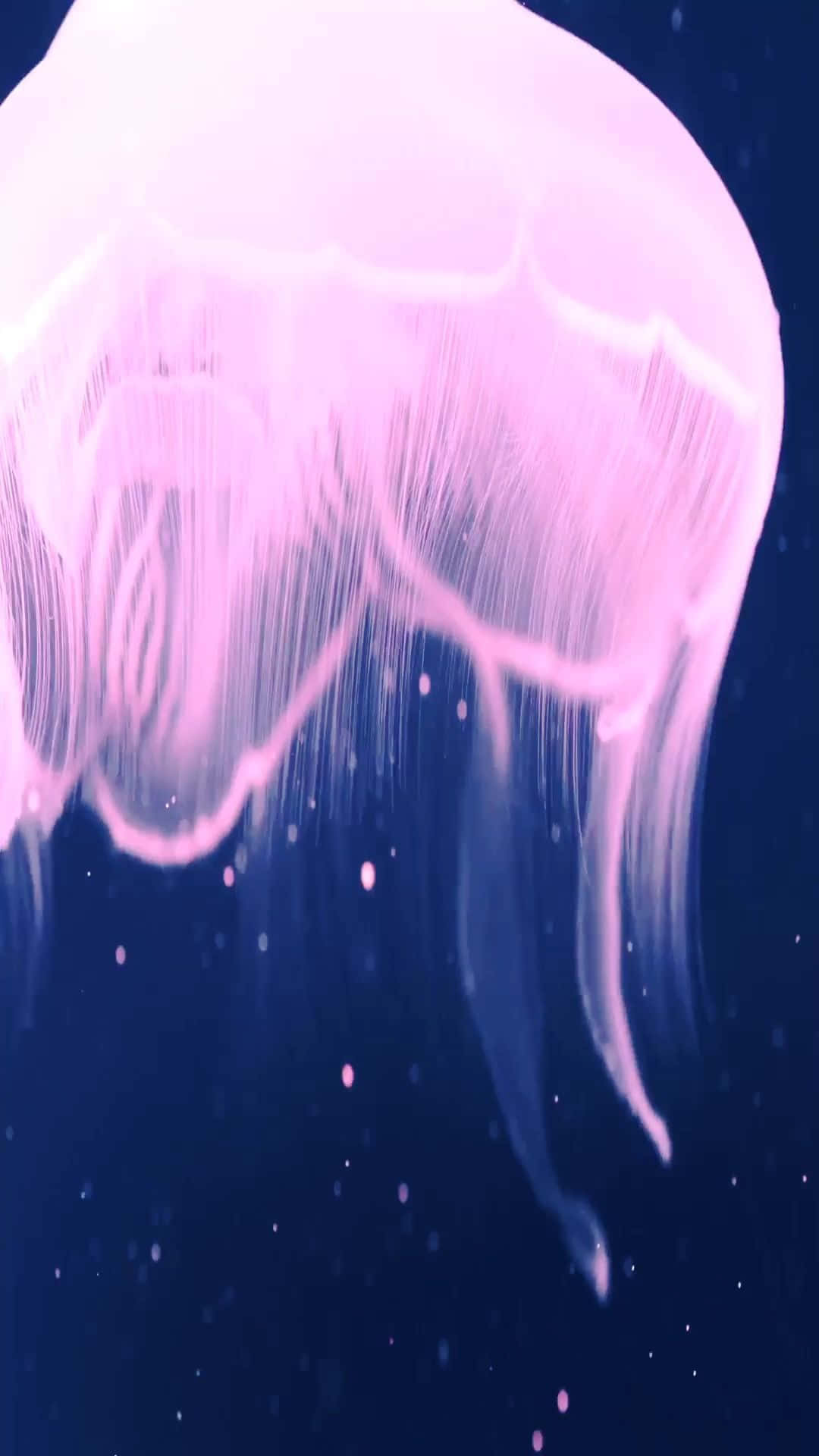 iPhone 7 Plus Live Lyserød vandmand Wallpapers
