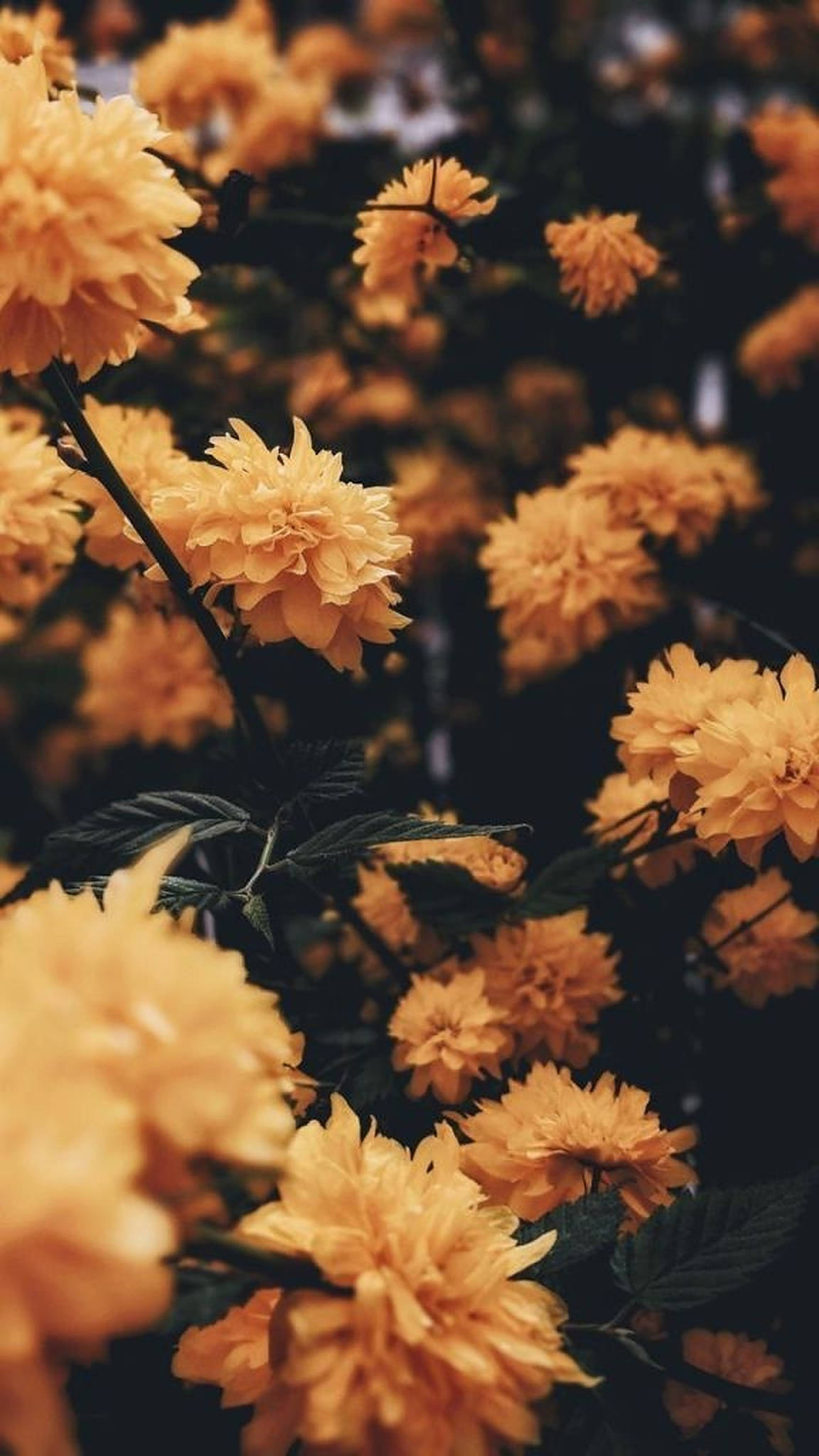 iPhone Æstetiske Gule Blomster Wallpapers