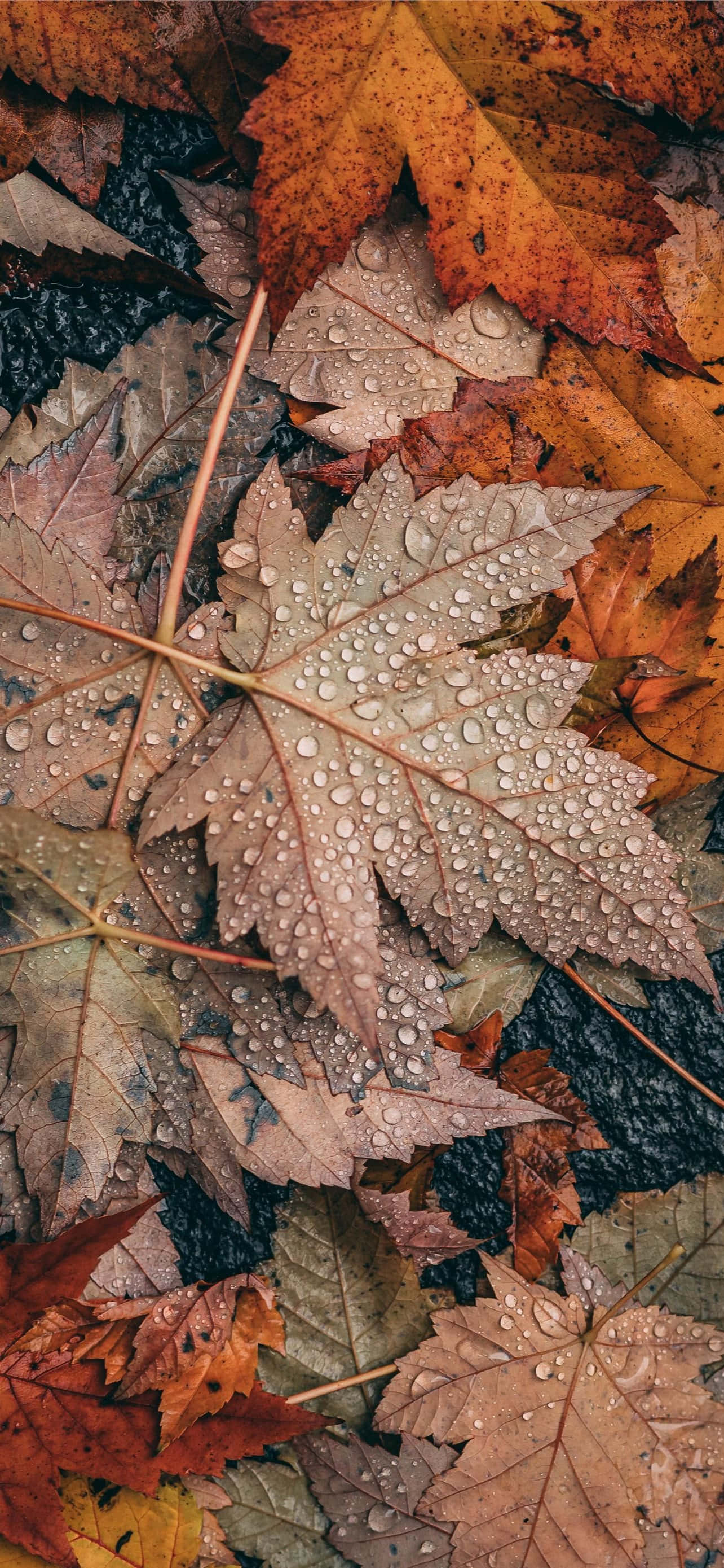 iPhone Efterårsæstetisk Gråt Ahornblad Wallpapers