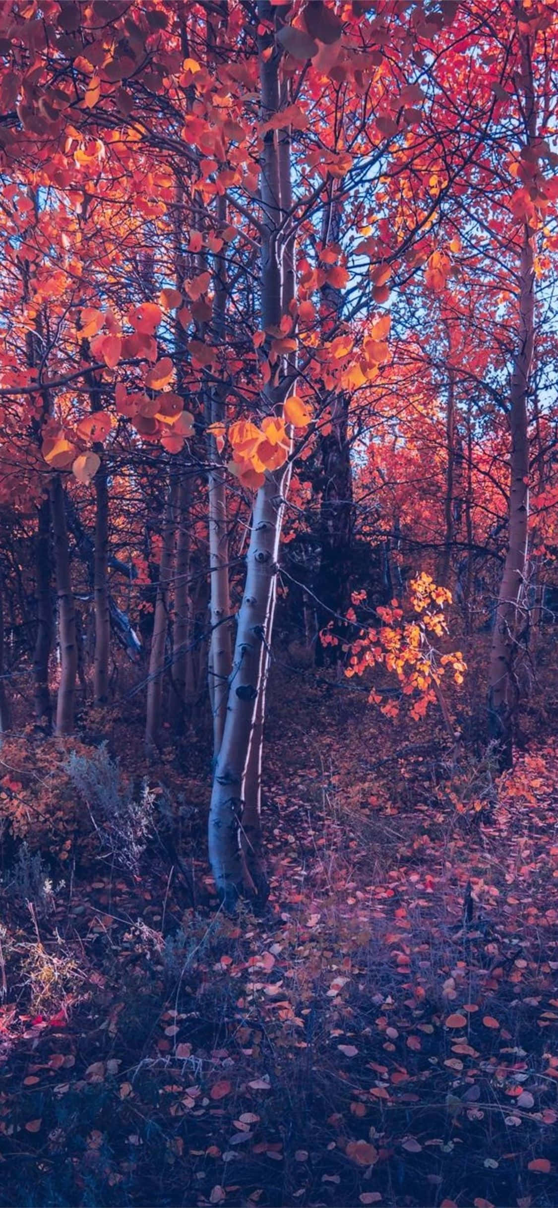 iPhone efterårsæstetisk orange træskov Wallpapers