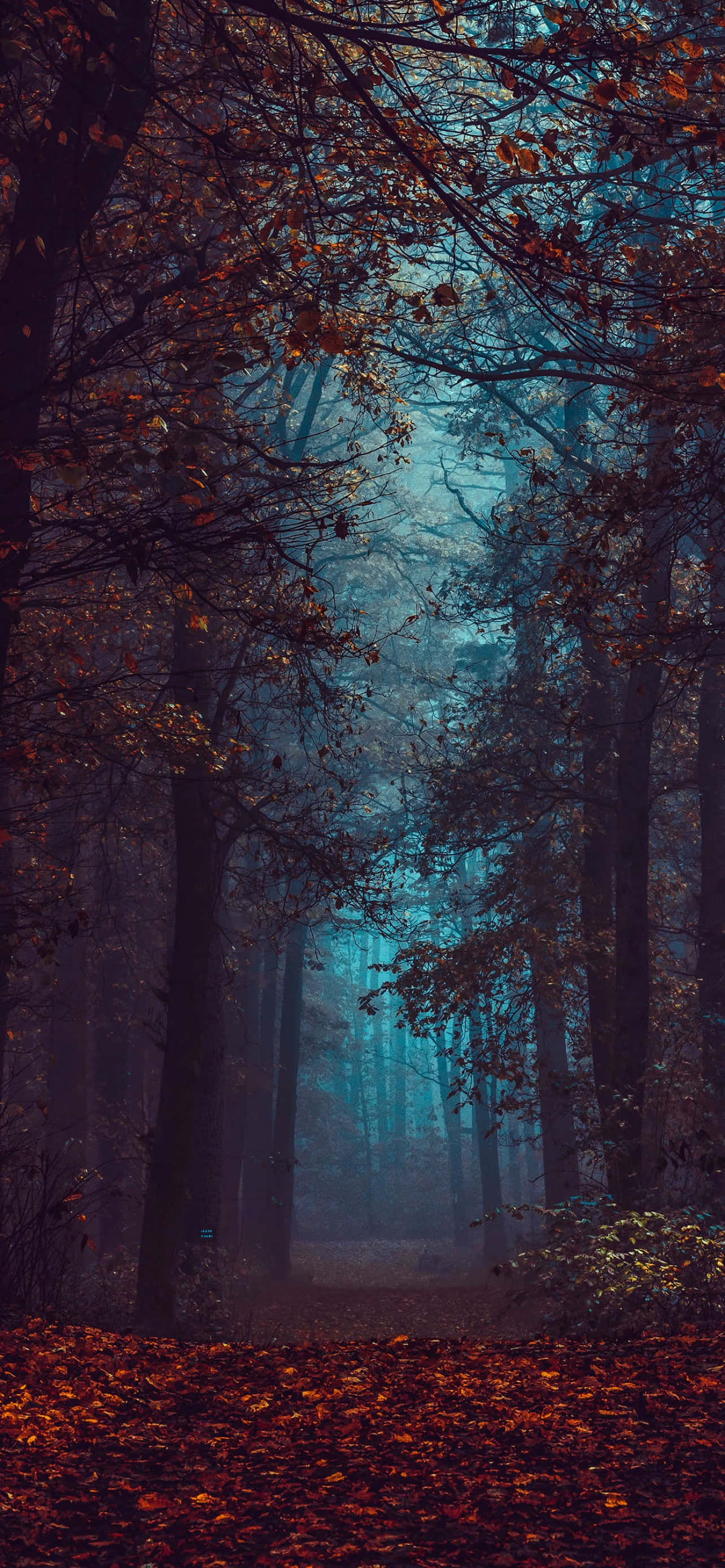 iPhone efterårsæstetisk mørk skov orange blade Wallpapers