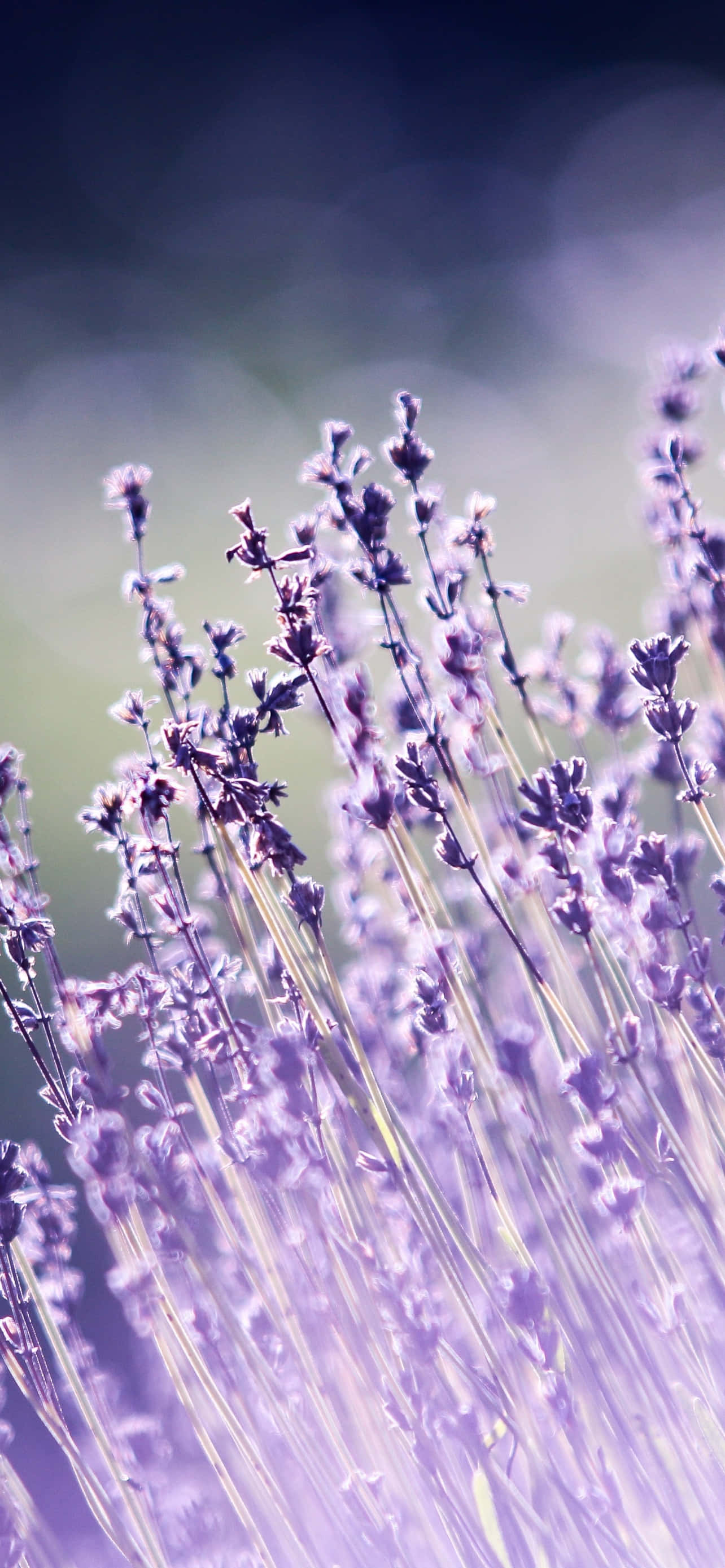 iPhone Lavendel Æstetisk Sløret Grå Wallpapers