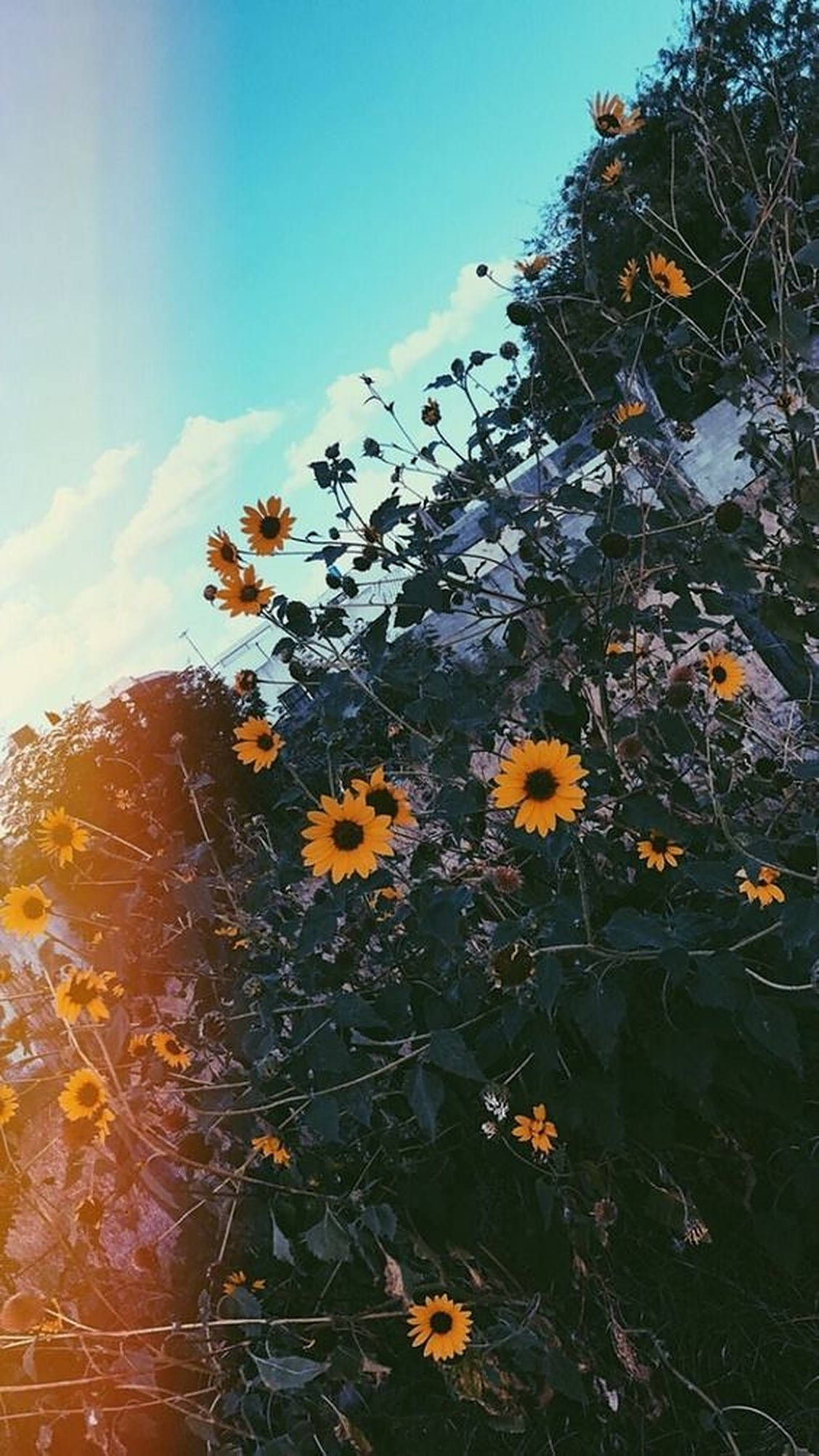 iPhone Æstetisk Kameraflare Blomster Wallpapers