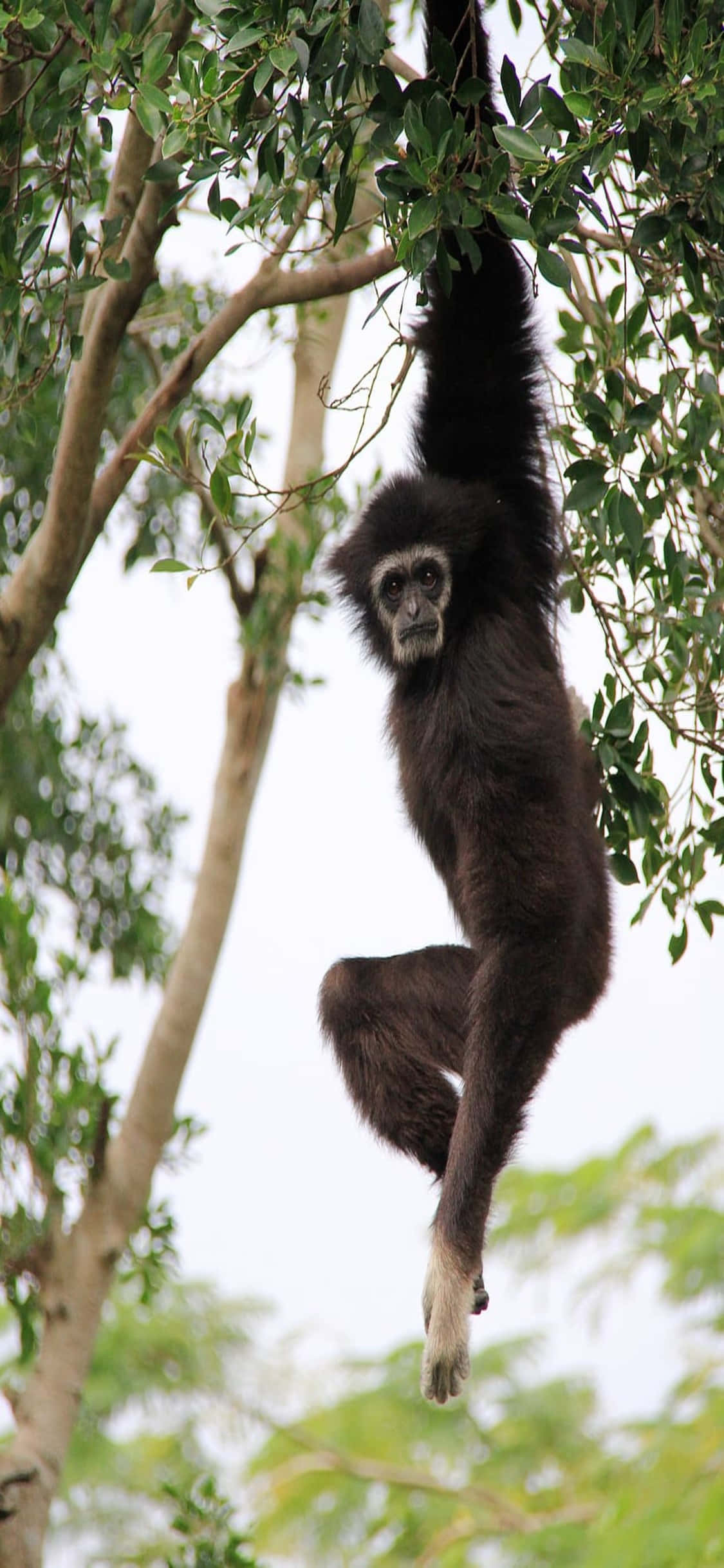 iPhone X Gibbon Baggrund Ung Gibbon Hængende I Et Træ Wallpapers