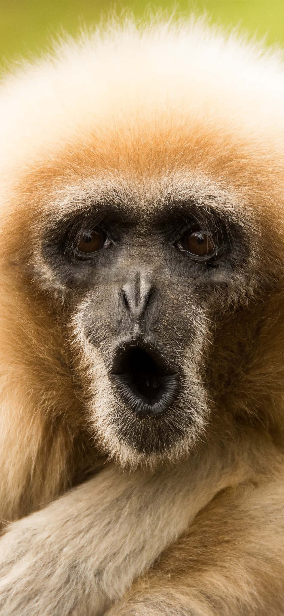 iPhone X Gibbon Baggrund Sjov Ansigt Gibbon Wallpapers