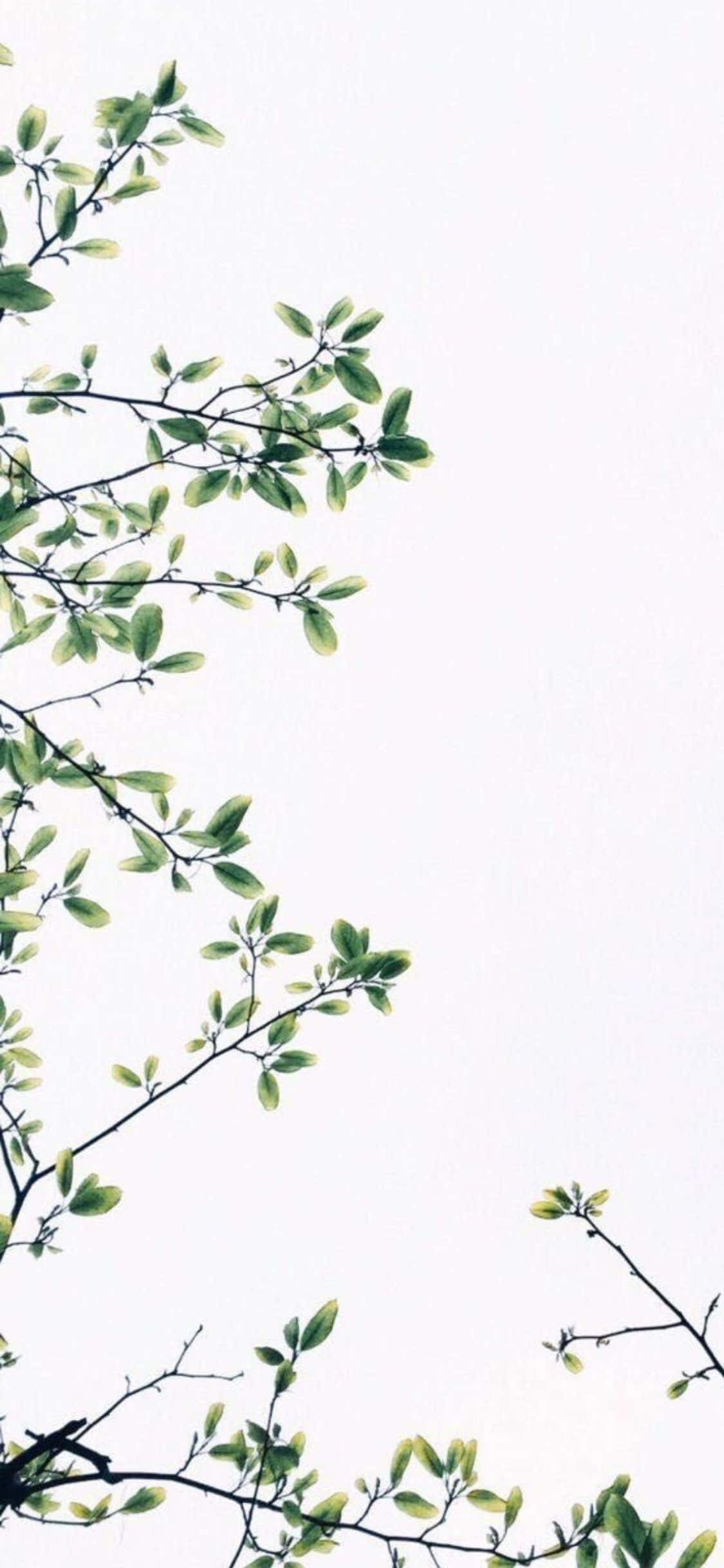 iPhone X Minimal Blade Og Hvid Himmel Baggrund Wallpapers