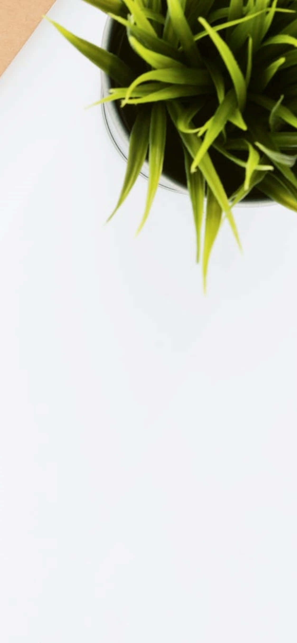 iPhone X Skrivebordsbaggrund Indendørsplante Wallpapers